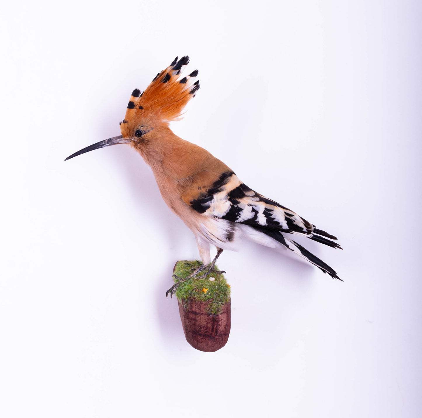 Hoopoe Taxidermy Wall Mount For Sale