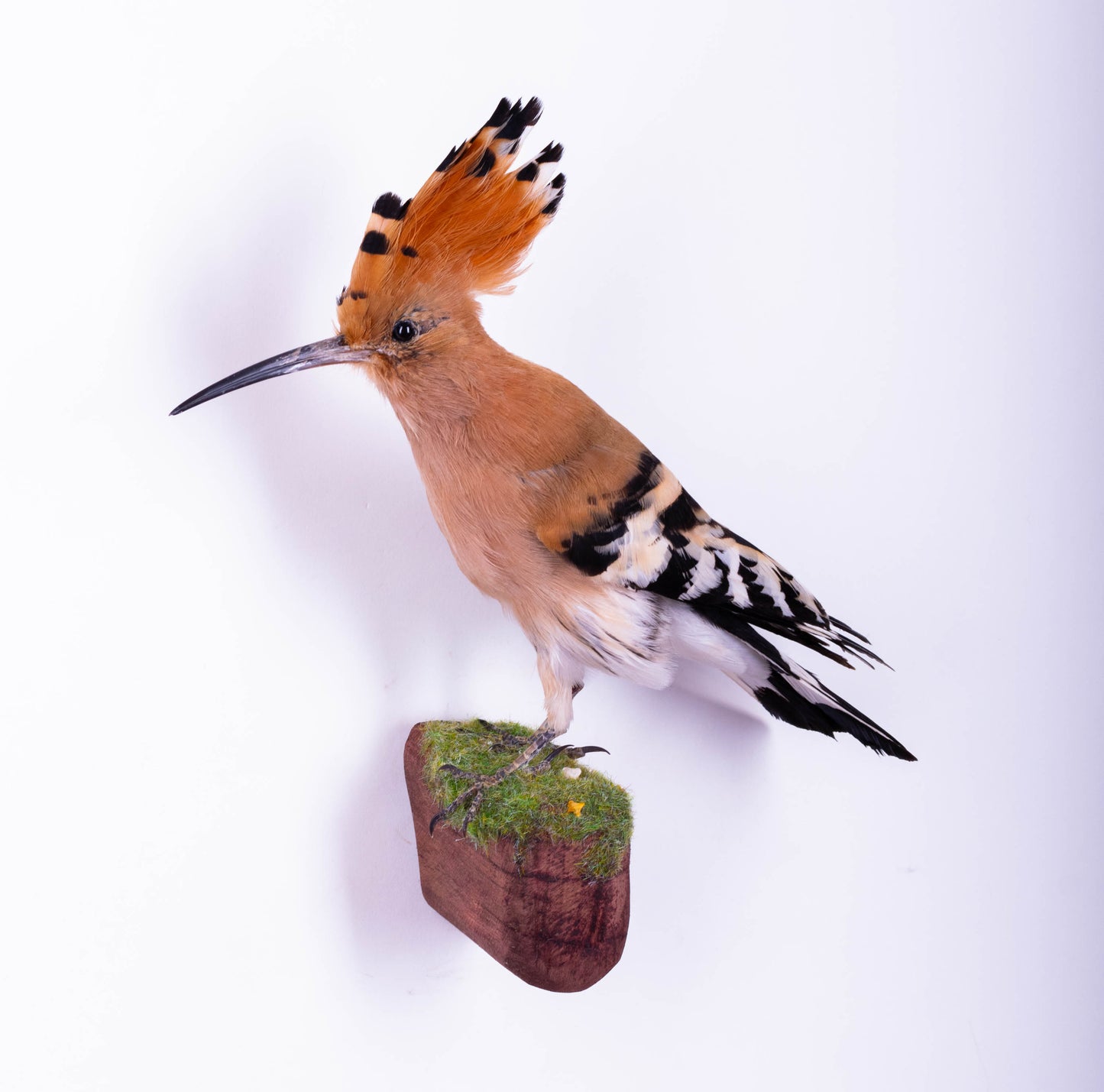 Hoopoe Taxidermy Wall Mount For Sale