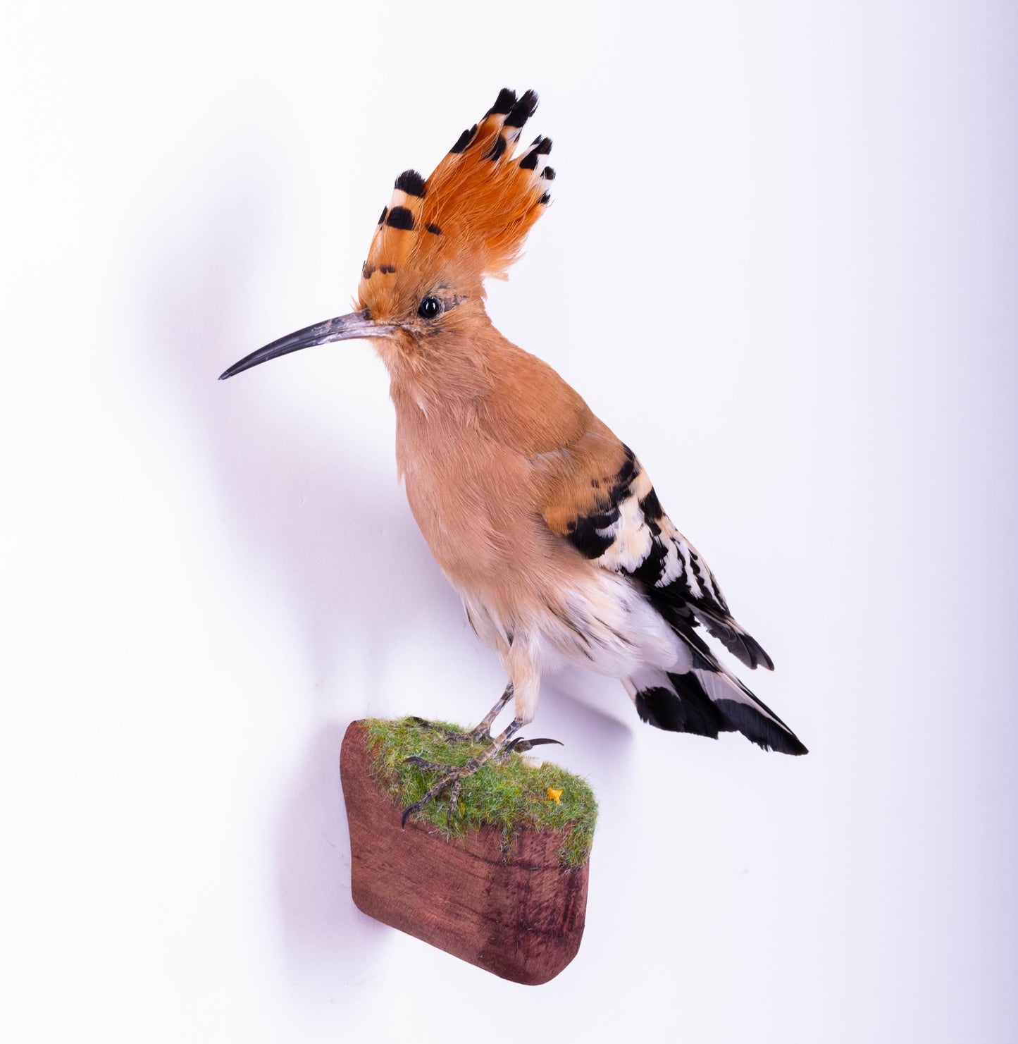 Hoopoe Taxidermy Wall Mount For Sale