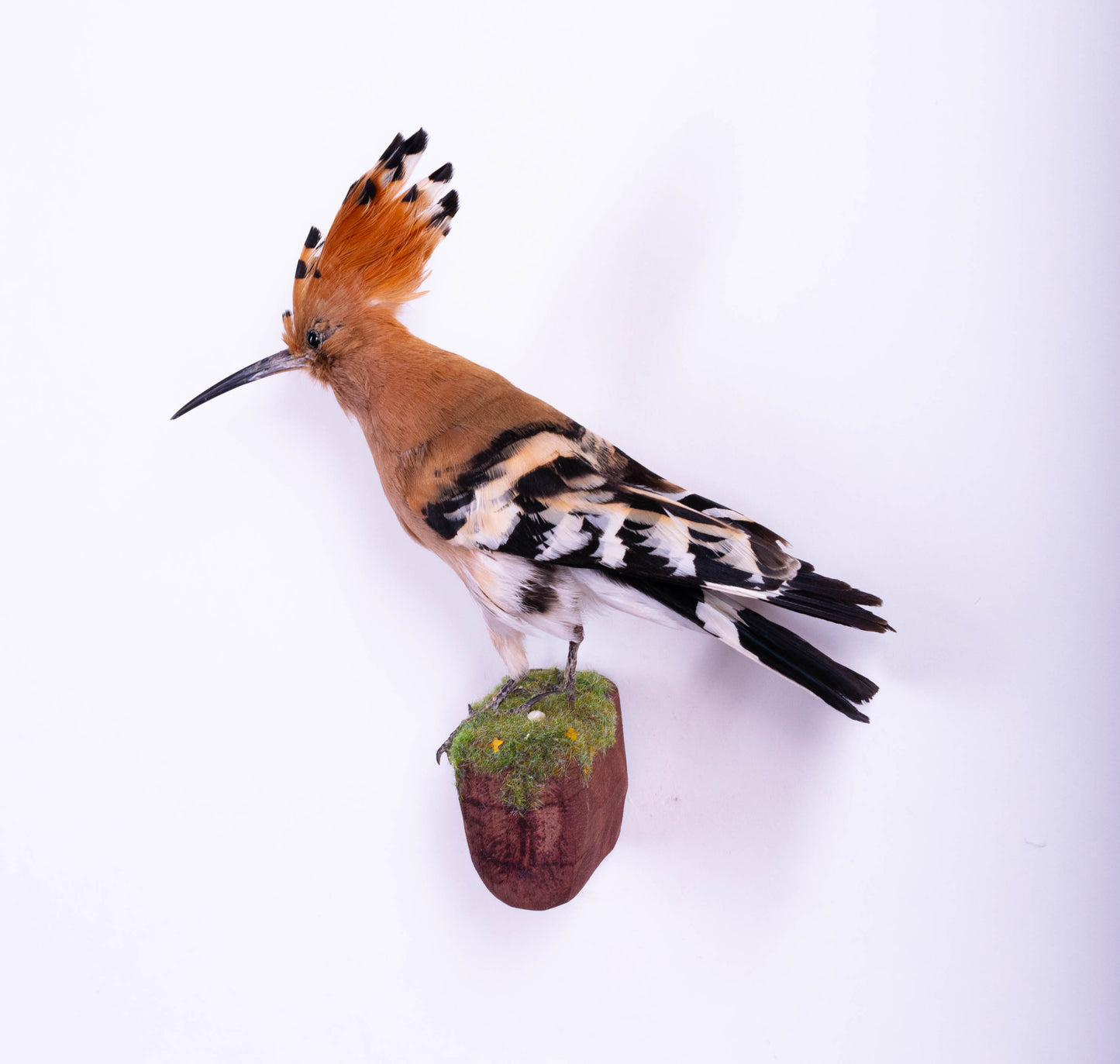 Hoopoe Taxidermy Wall Mount For Sale
