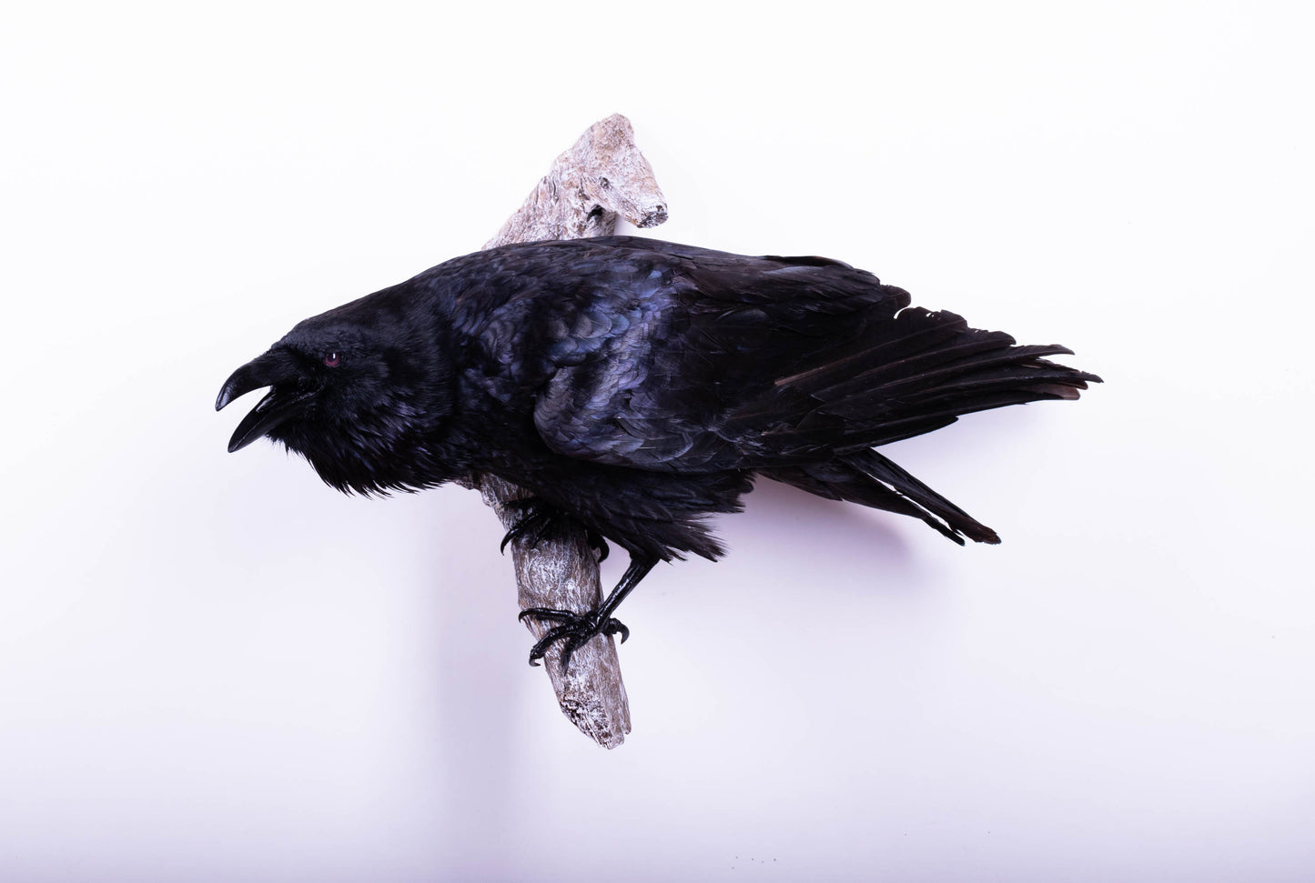Raven Taxidermy Wall Mount For Sale