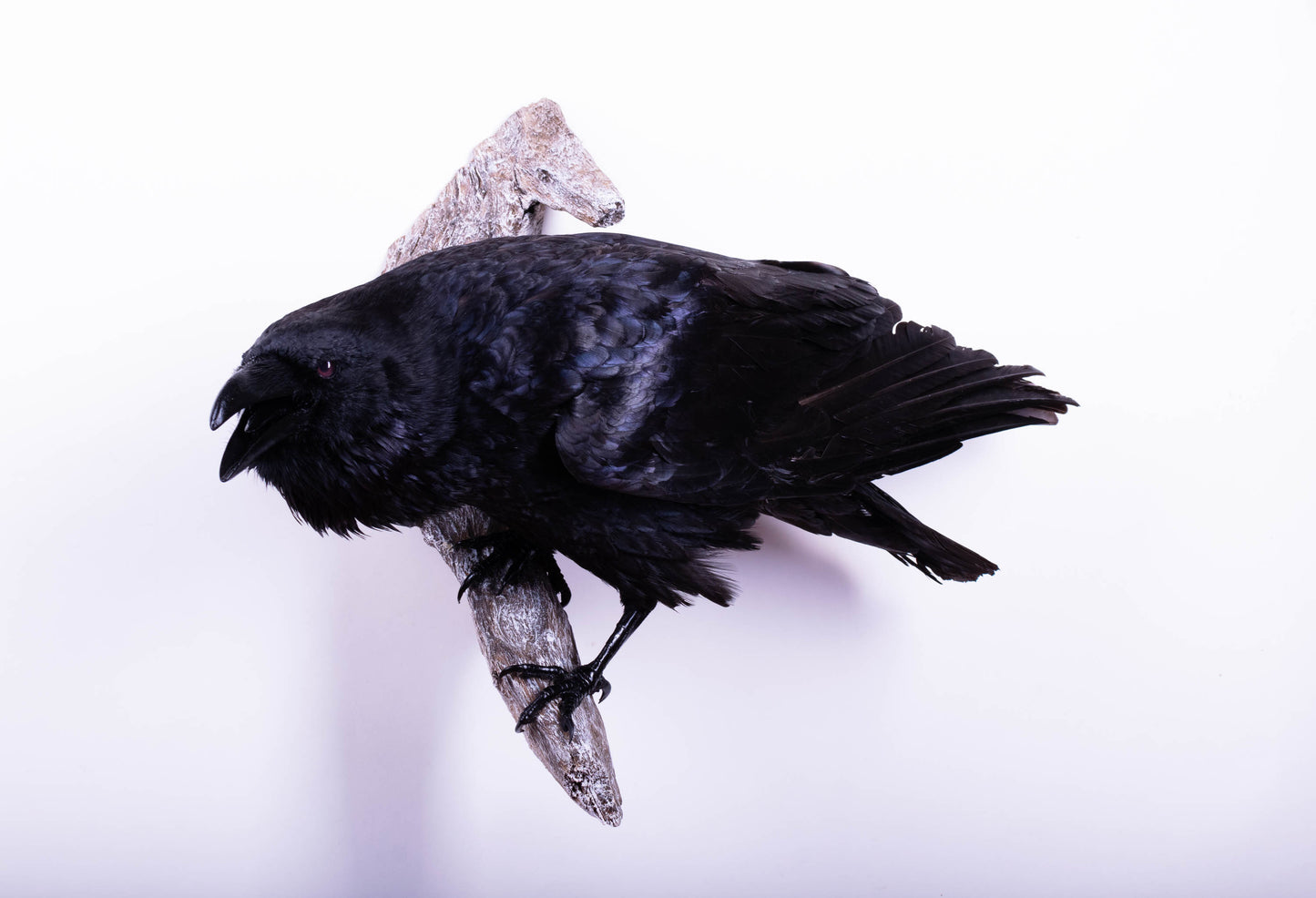 Raven Taxidermy Wall Mount For Sale