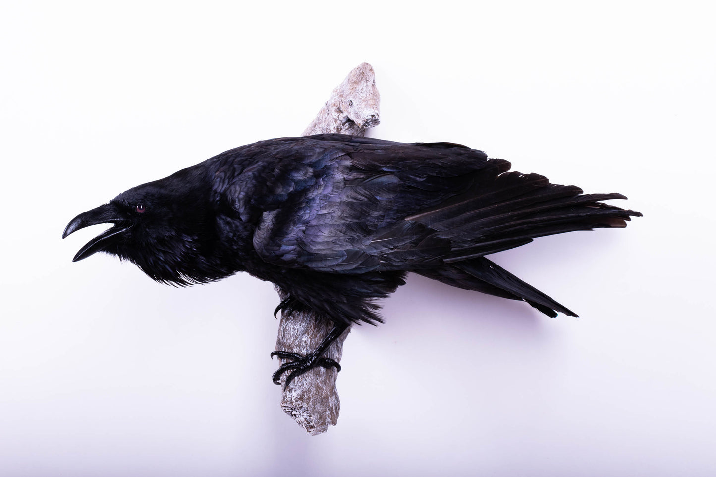 Raven Taxidermy Wall Mount For Sale