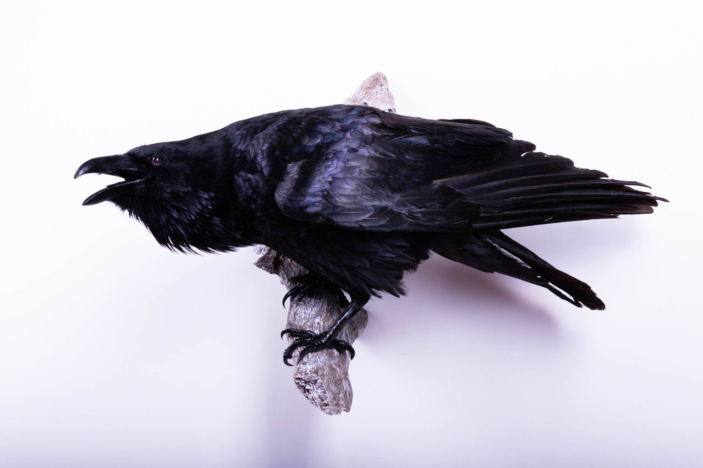 Raven Taxidermy Wall Mount For Sale