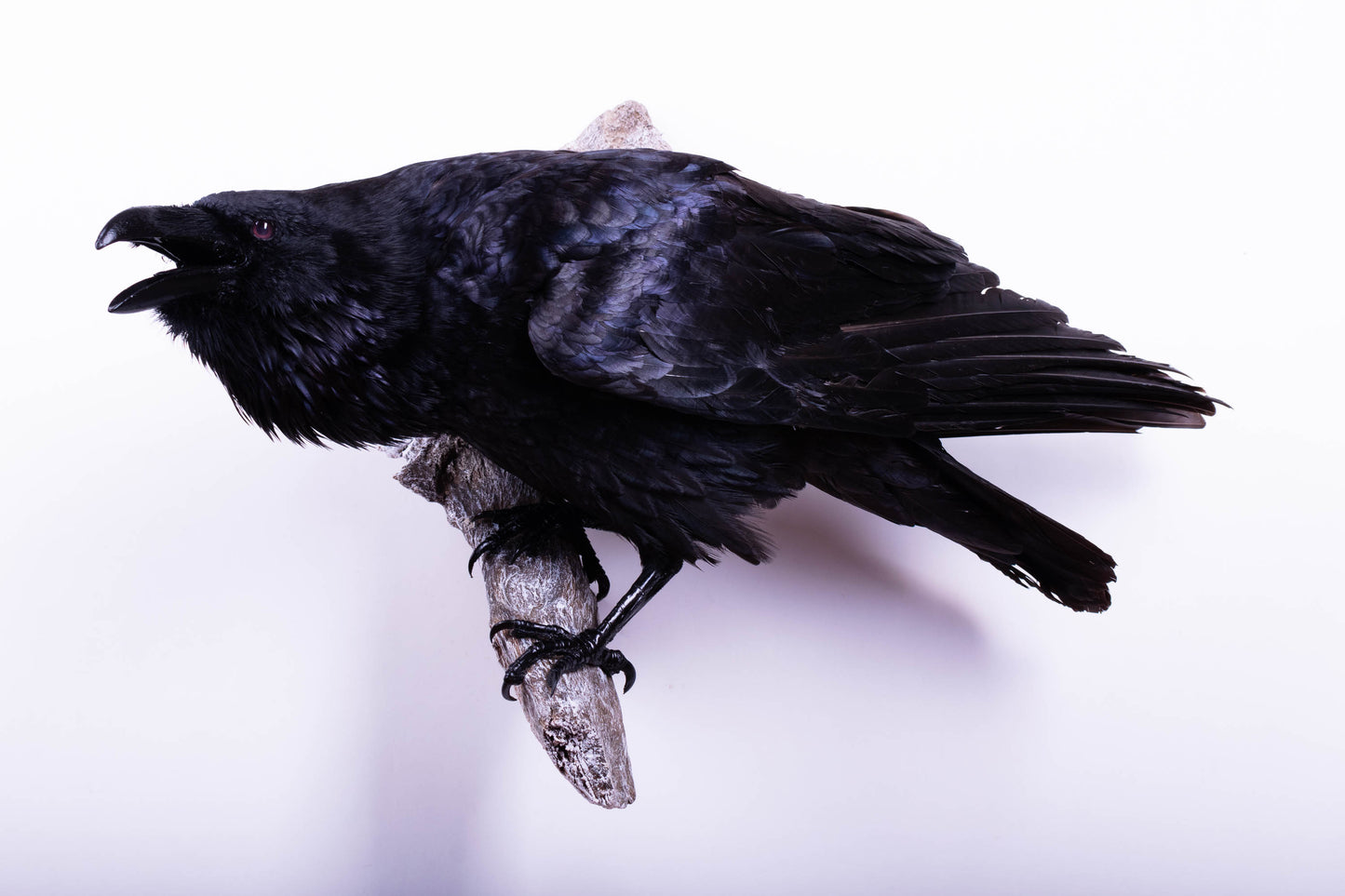 Raven Taxidermy Wall Mount For Sale
