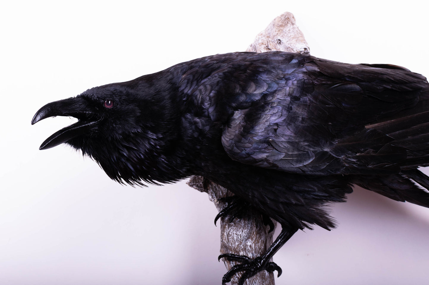 Raven Taxidermy Wall Mount For Sale