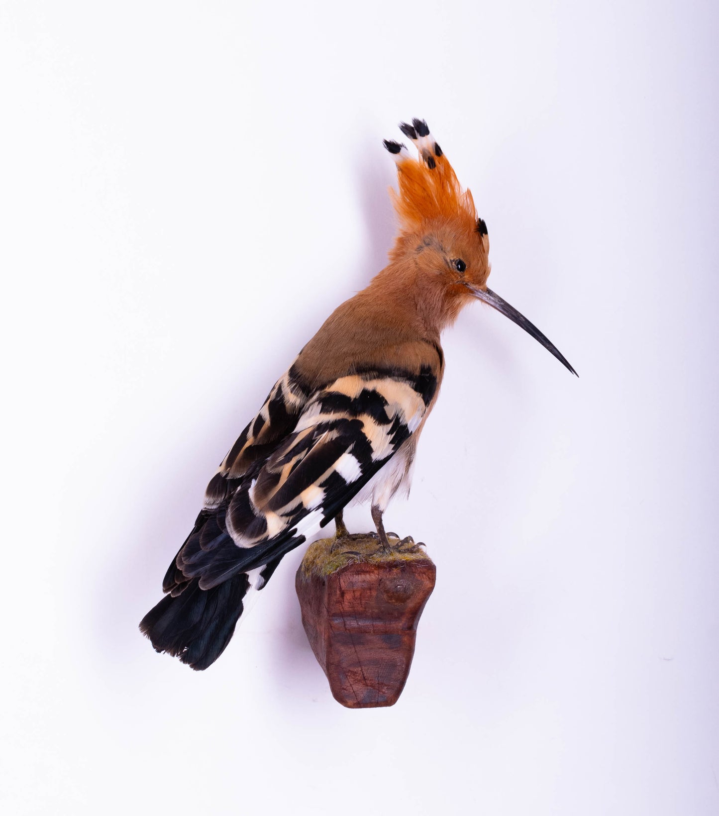 Hoopoe Taxidermy Wall Mount For Sale