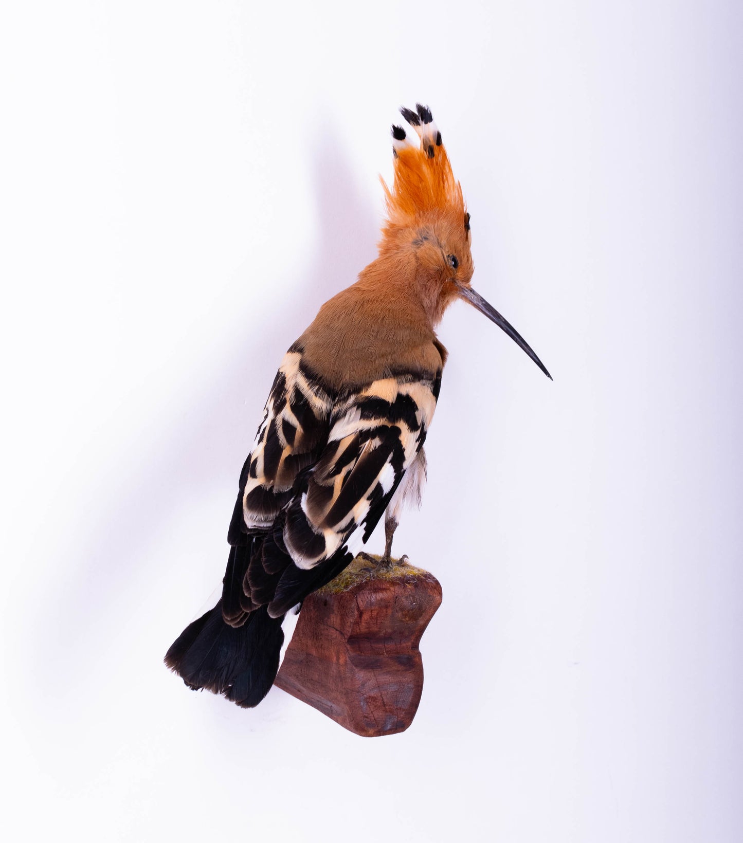 Hoopoe Taxidermy Wall Mount For Sale