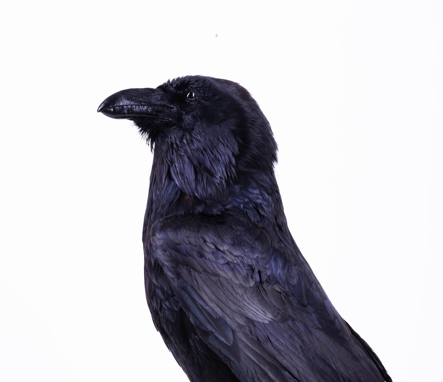 Raven Taxidermy Stand Mount For Sale
