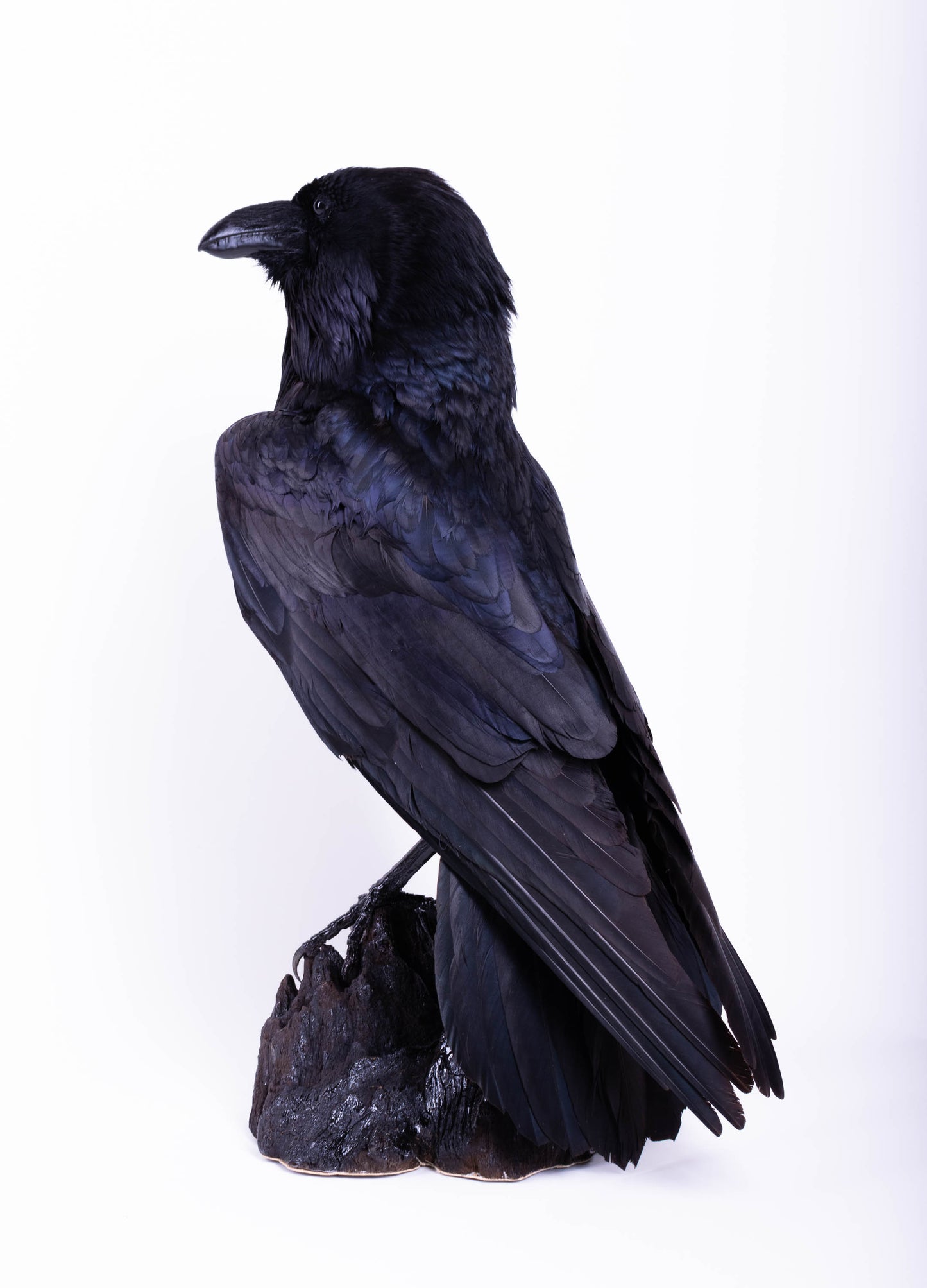 Raven Taxidermy Stand Mount For Sale
