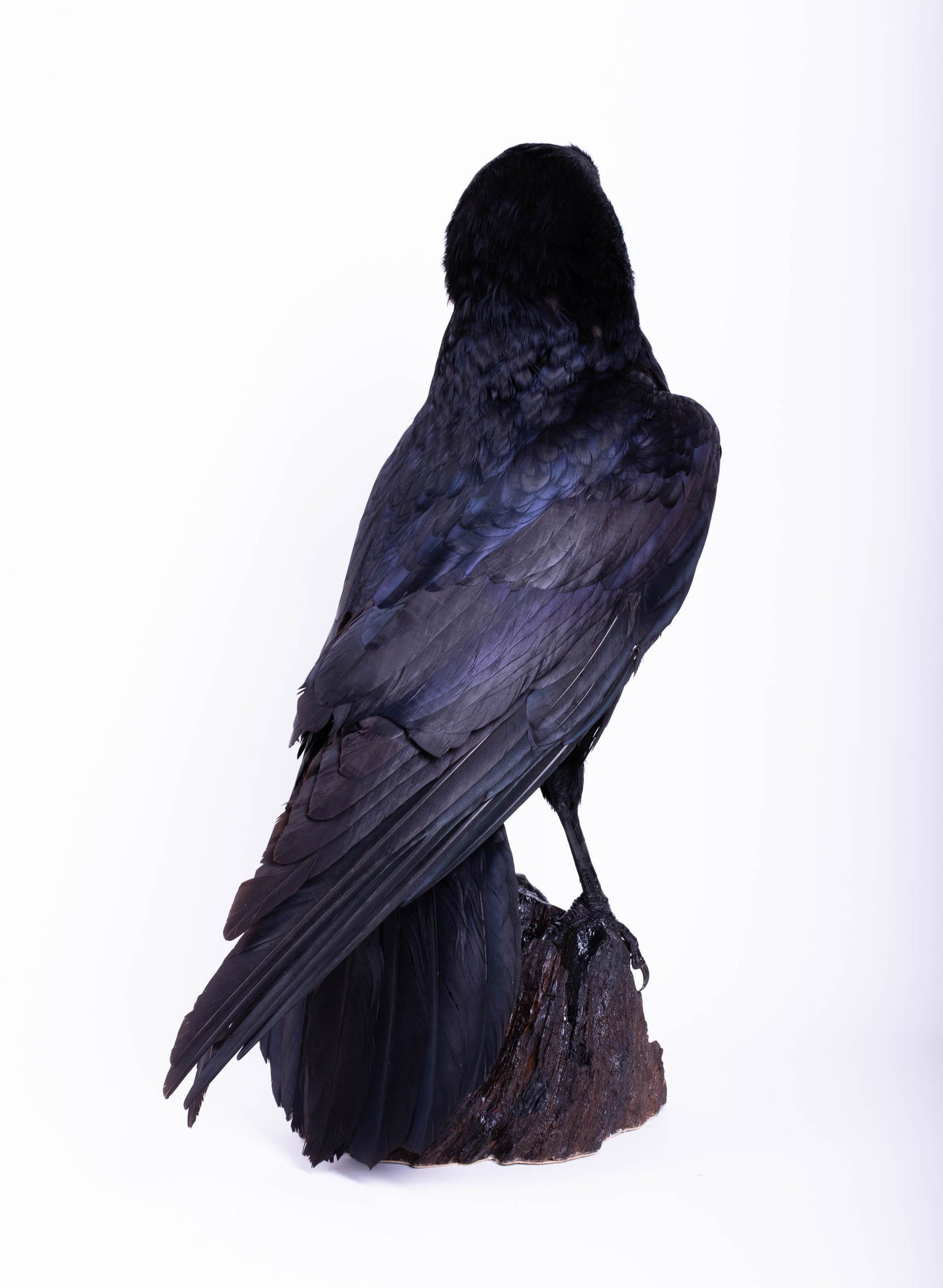 Raven Taxidermy Stand Mount For Sale