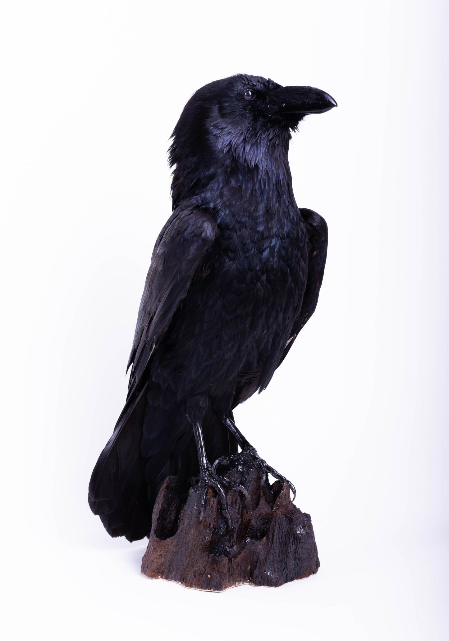 Raven Taxidermy Stand Mount For Sale
