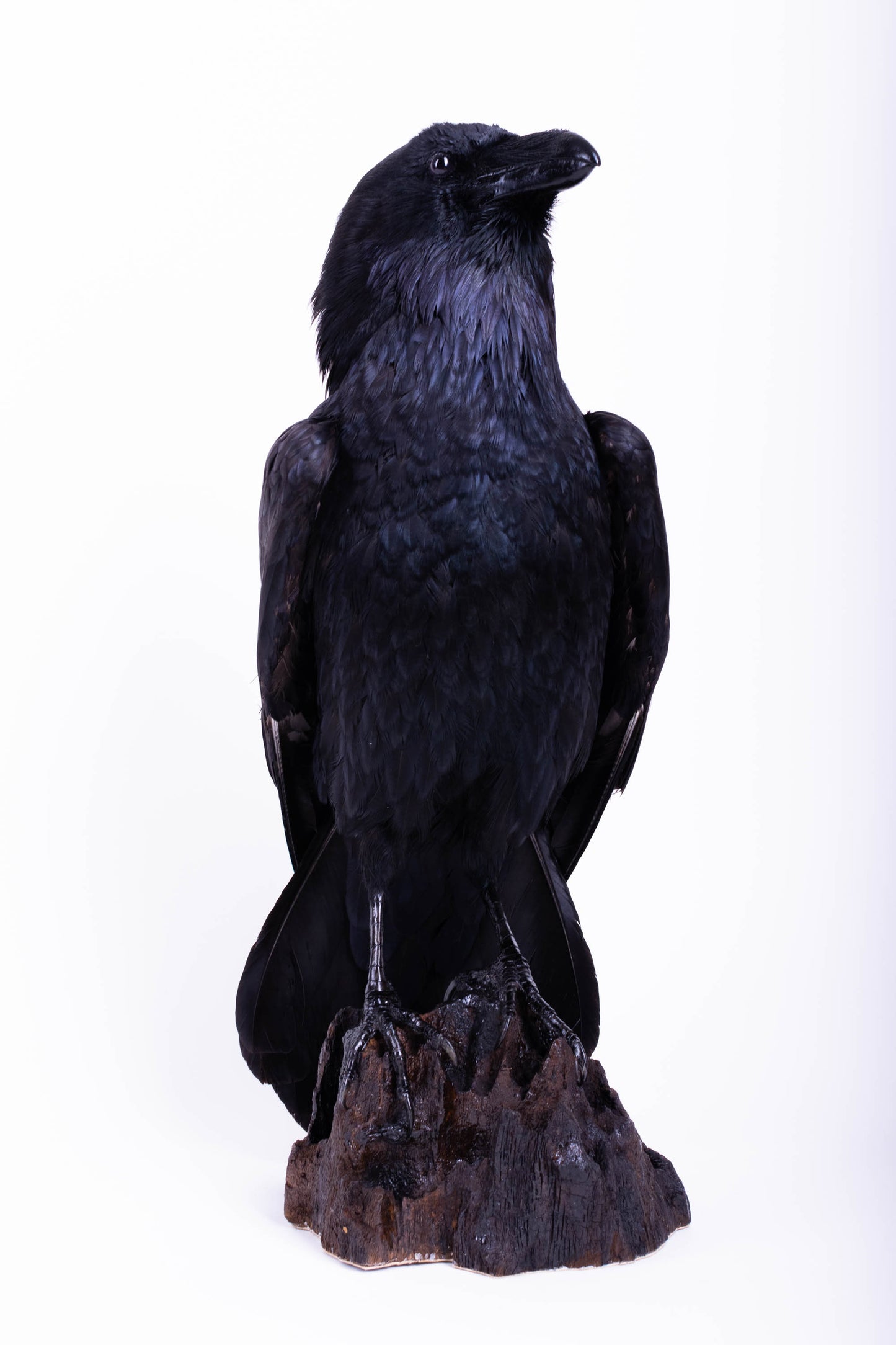 Raven Taxidermy Stand Mount For Sale