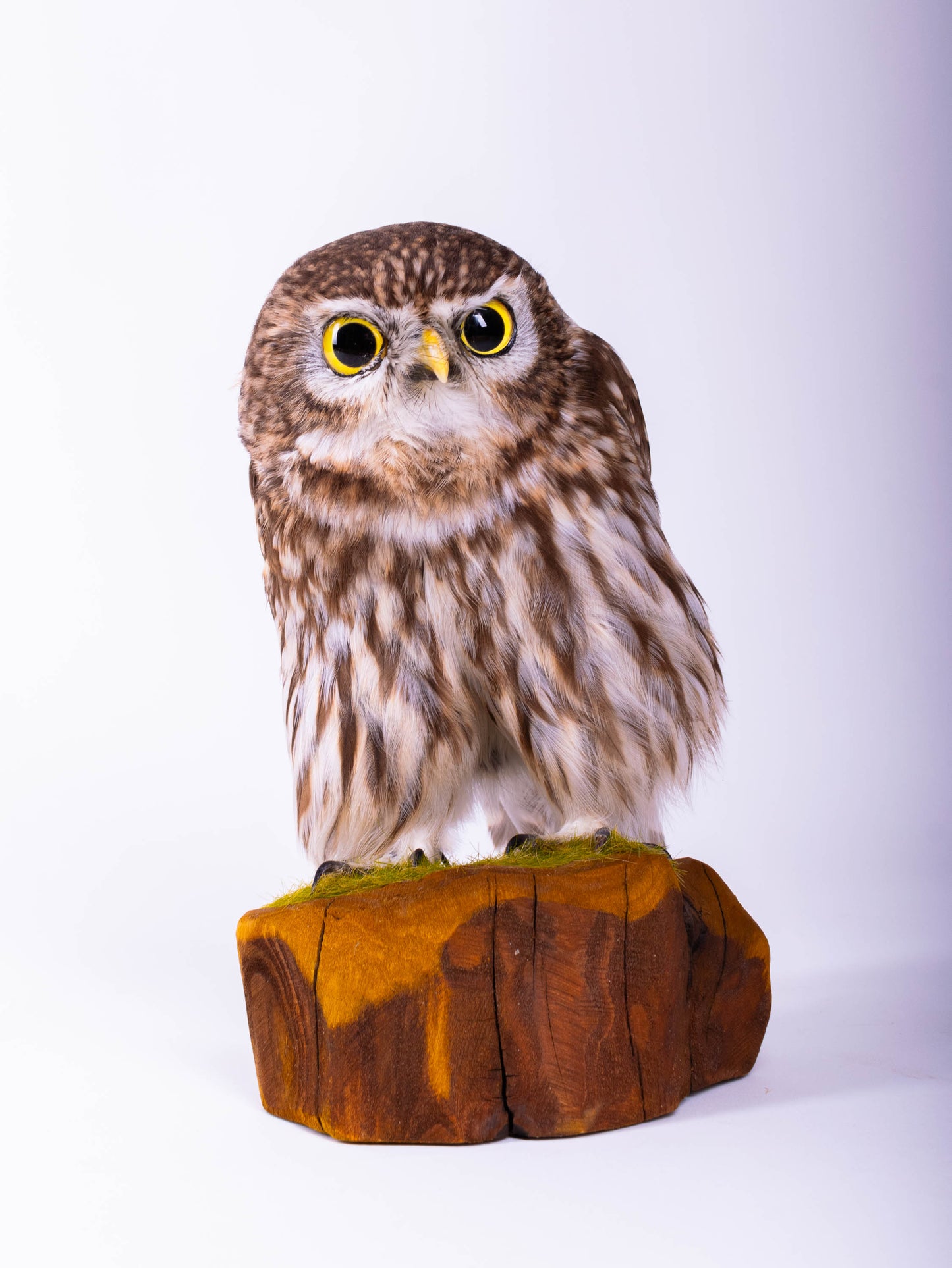 Little Owl Taxidermy Stand Mount For Sale