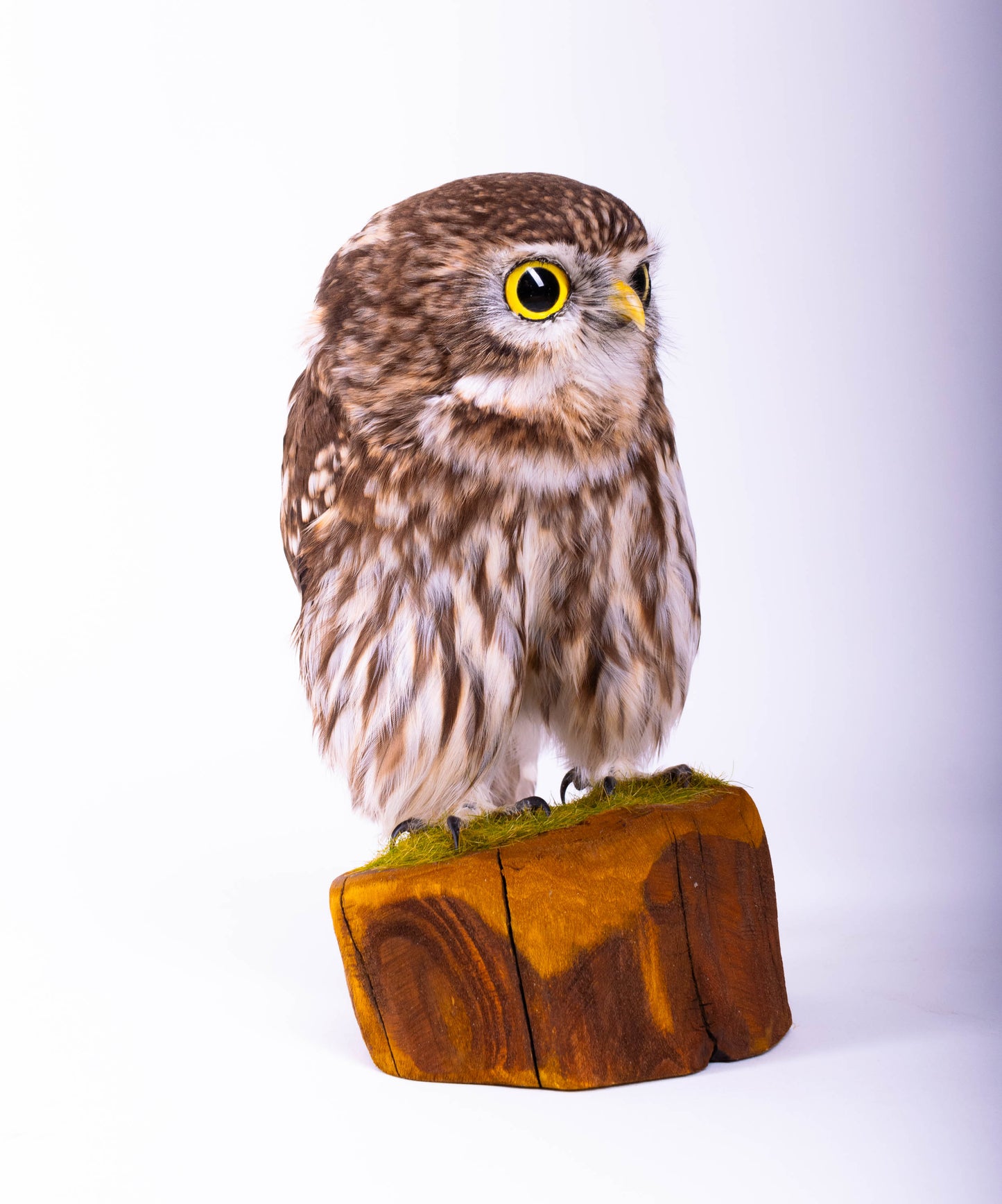 Little Owl Taxidermy Stand Mount For Sale