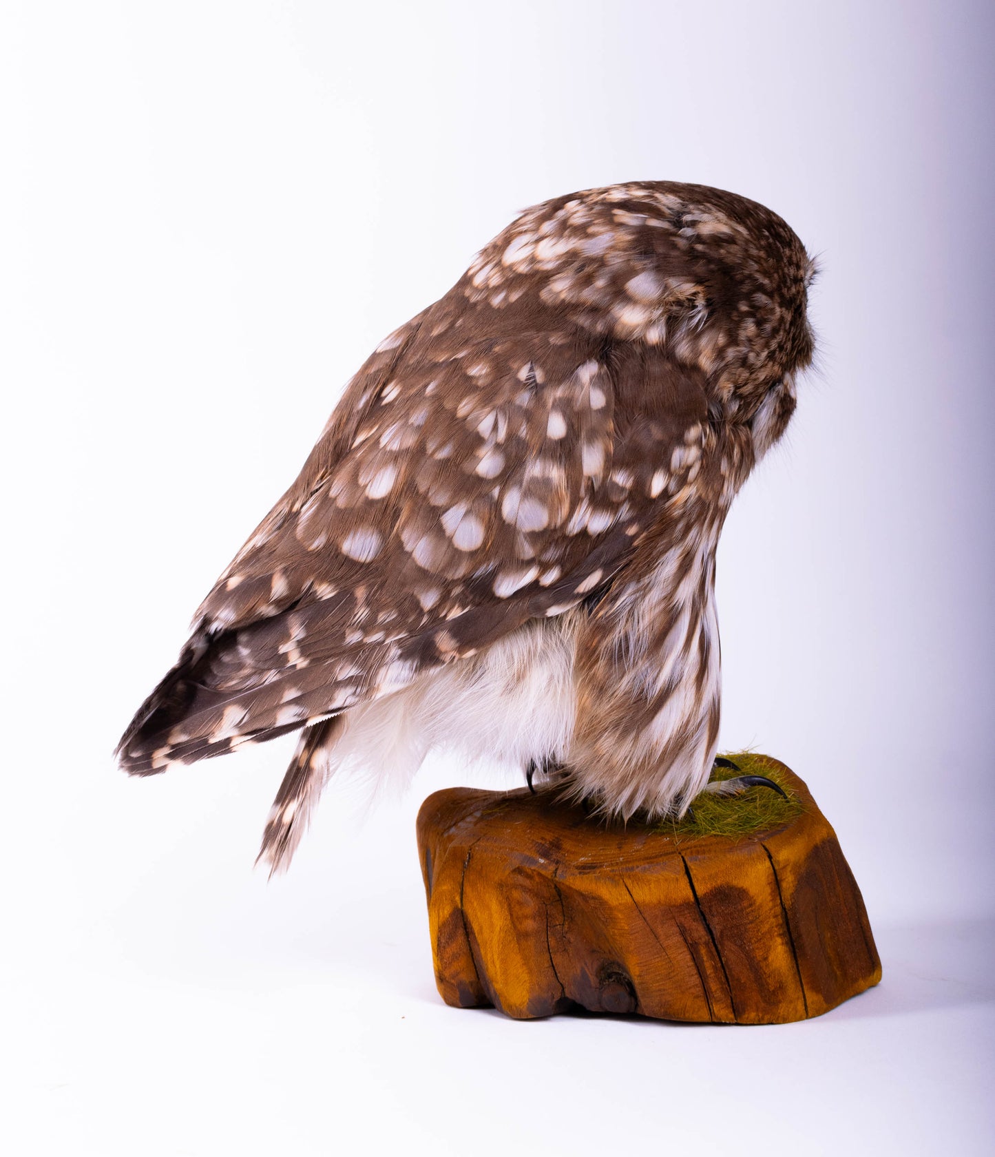 Little Owl Taxidermy Stand Mount For Sale
