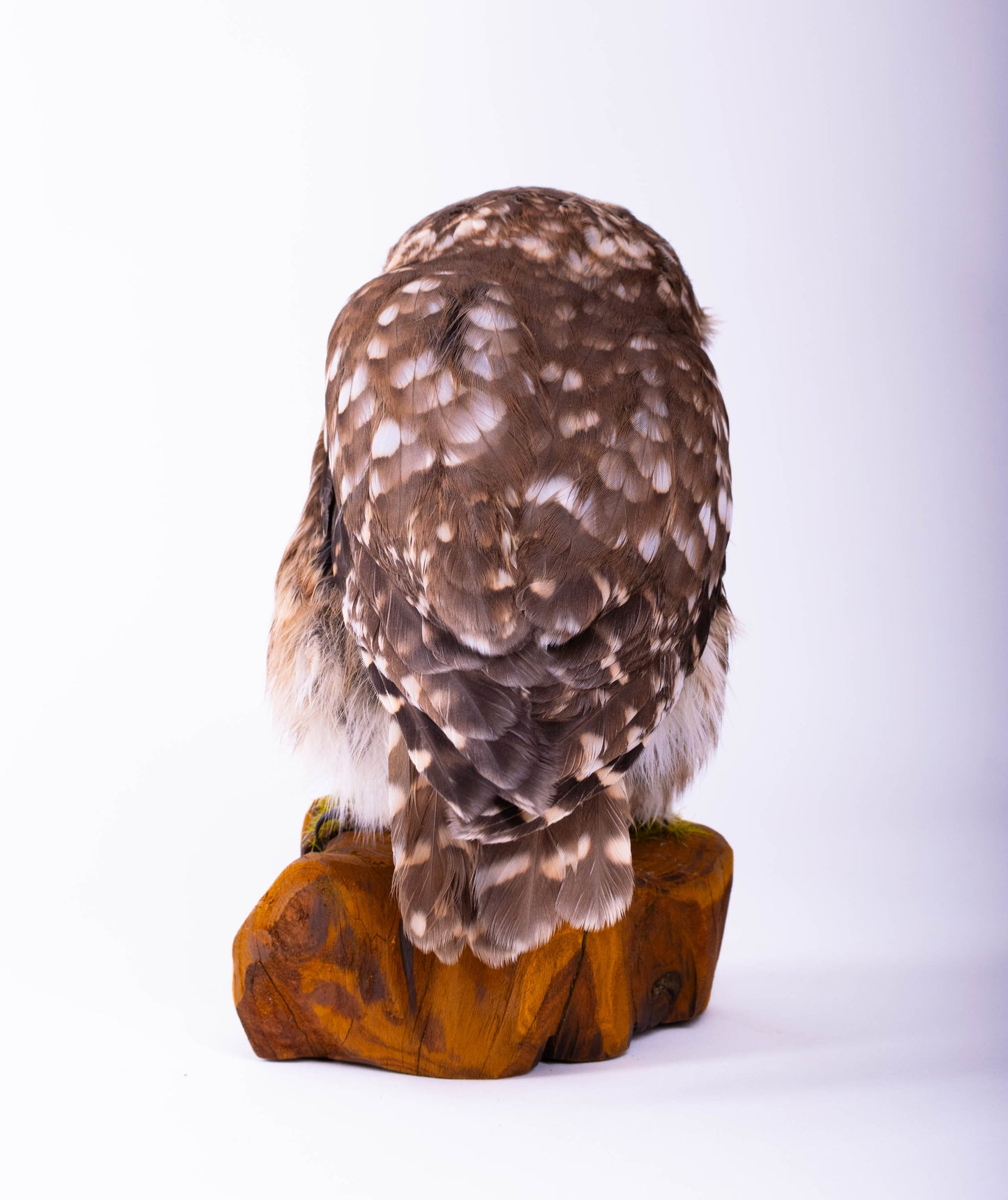 Little Owl Taxidermy Stand Mount For Sale