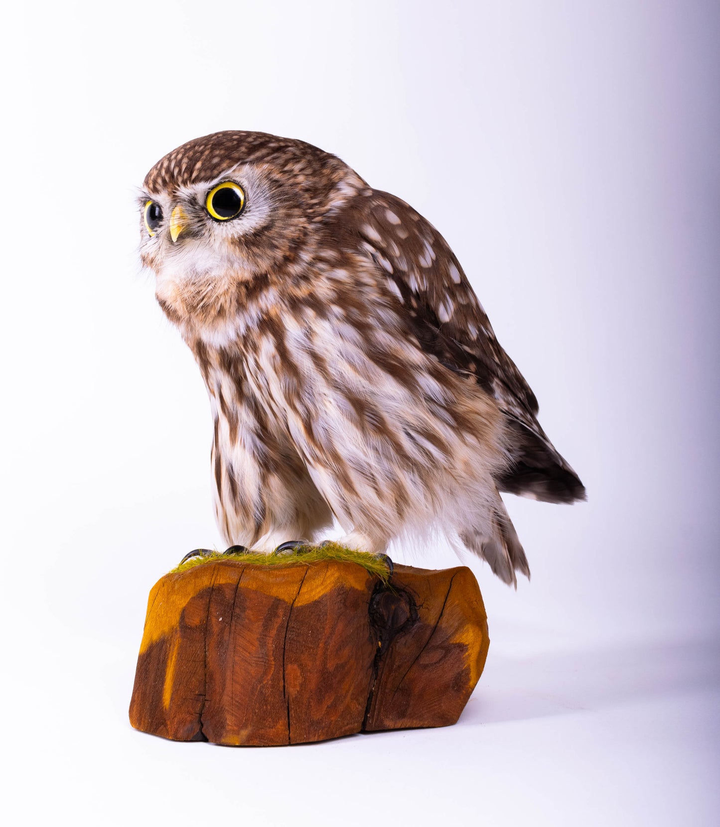 Little Owl Taxidermy Stand Mount For Sale
