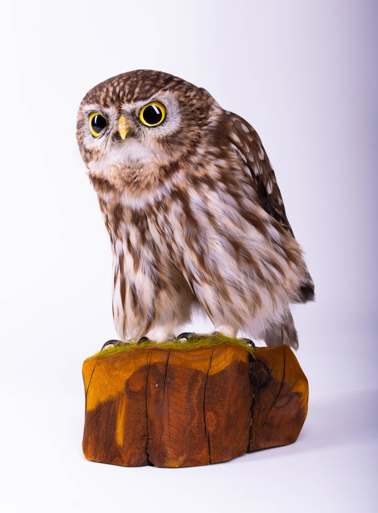 Little Owl Taxidermy Stand Mount For Sale