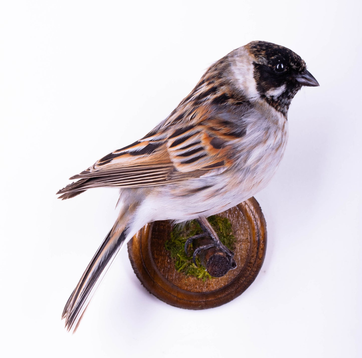 Reed Bunting Taxidermy Wall Mount For Sale
