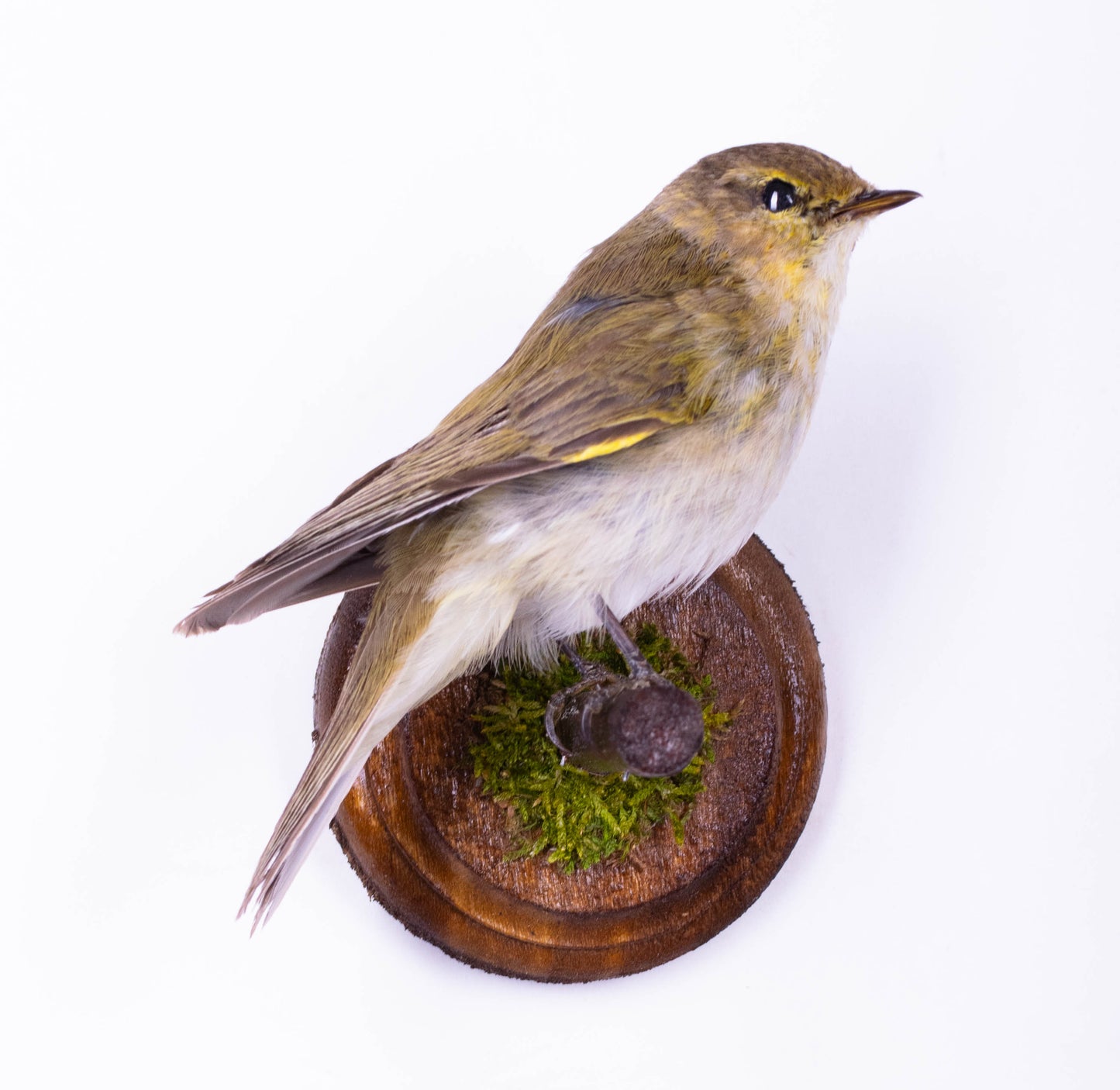 Willow Warbler Taxidermy Wall Mount For Sale