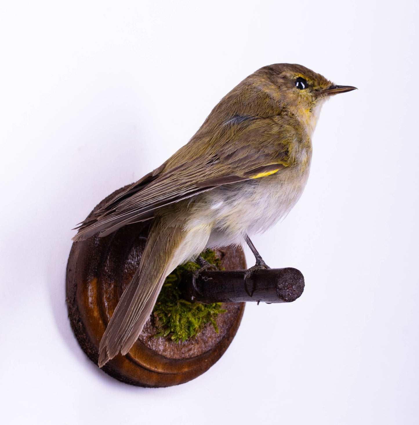 Willow Warbler Taxidermy Wall Mount For Sale