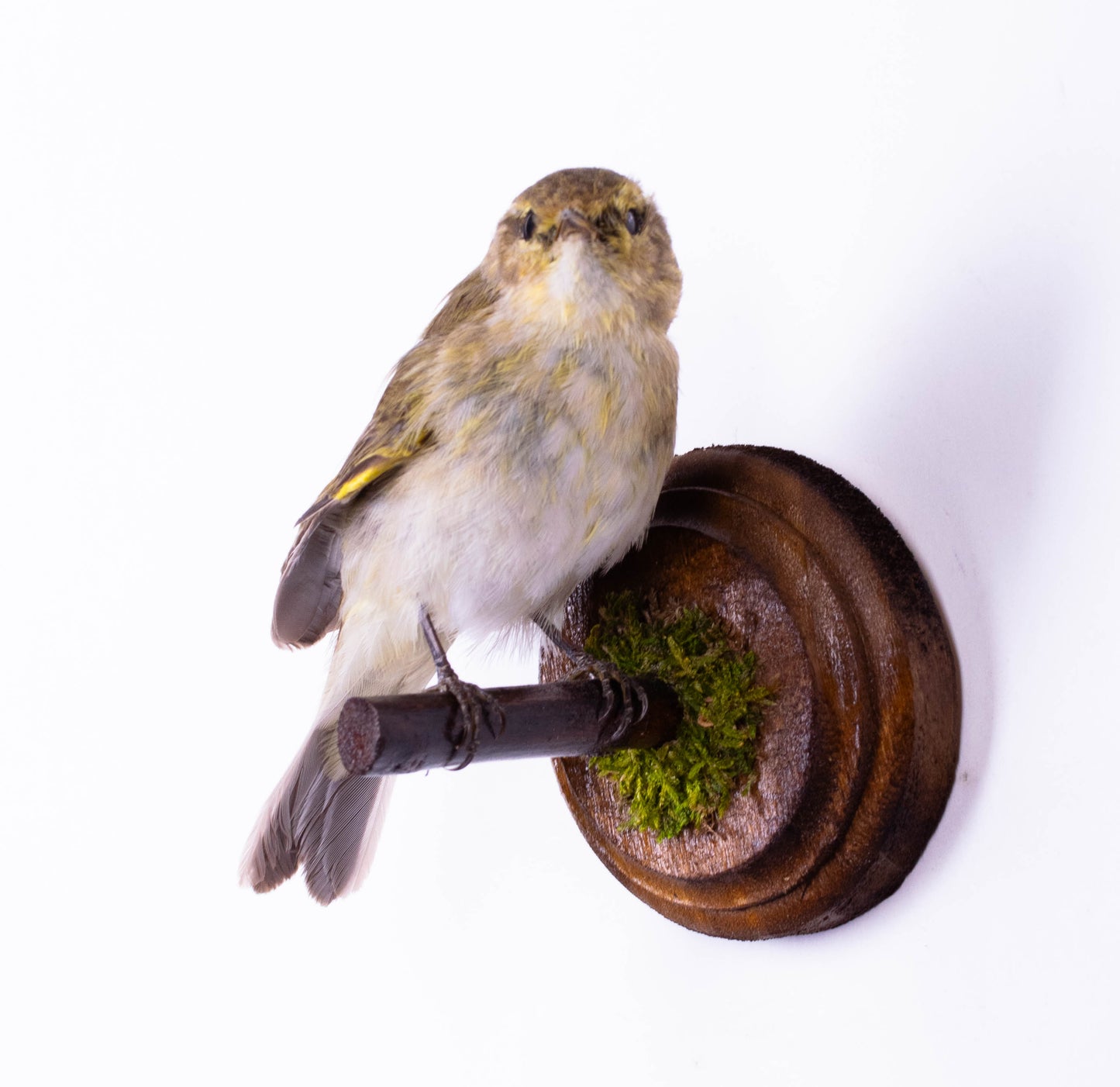Willow Warbler Taxidermy Wall Mount For Sale