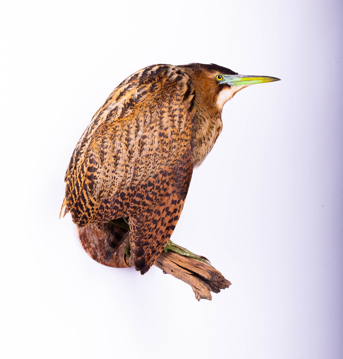 Great Bittern Taxidermy Stand Mount For Sale