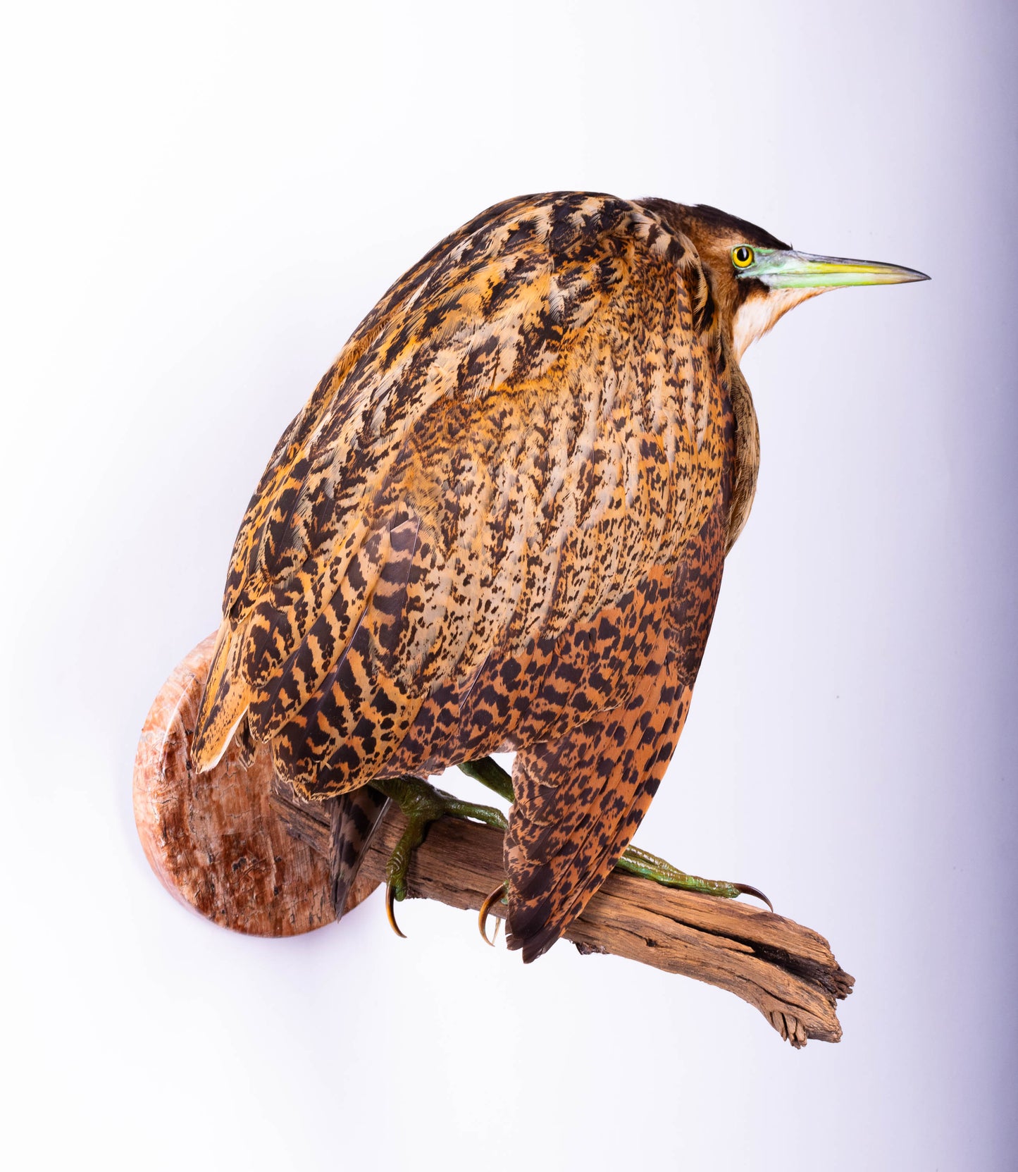 Great Bittern Taxidermy Stand Mount For Sale