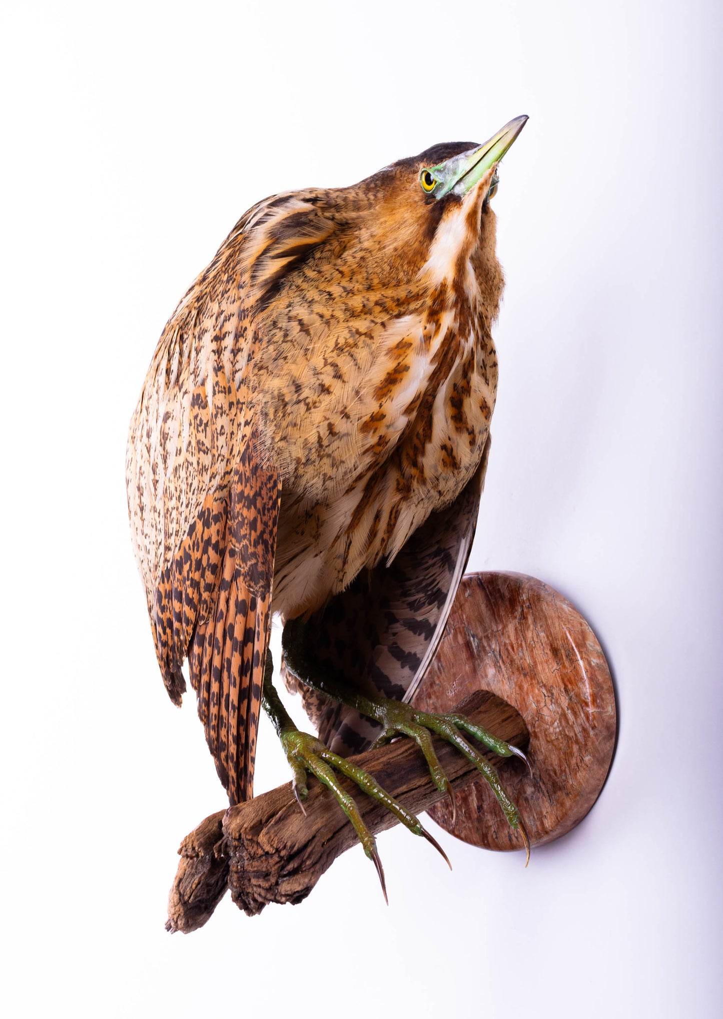 Great Bittern Taxidermy Stand Mount For Sale