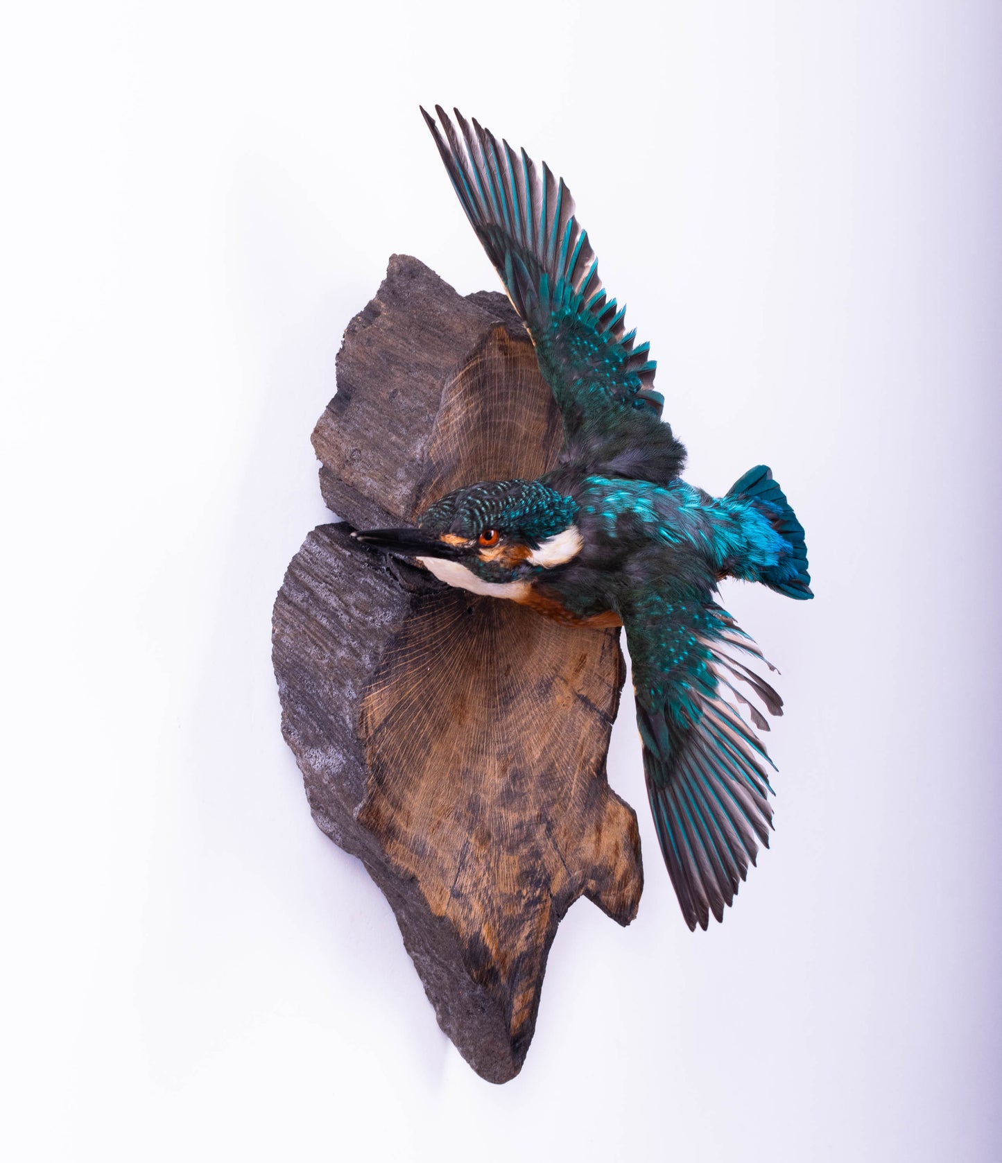 Kingfisher Taxidermy Wall Mount For Sale