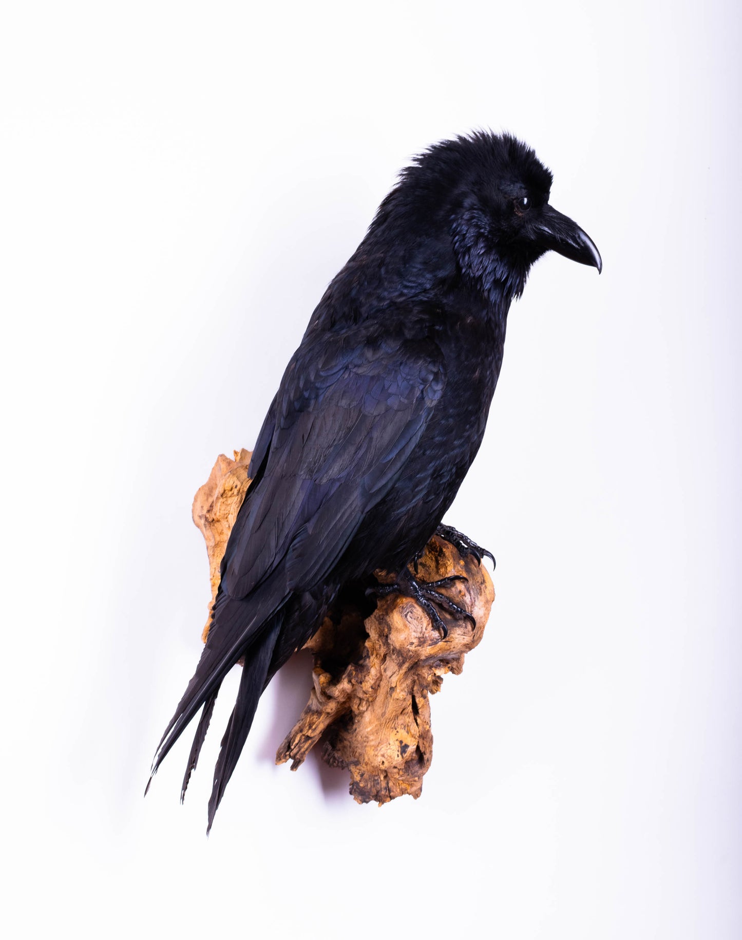 Raven Taxidermy Wall Mount For Sale