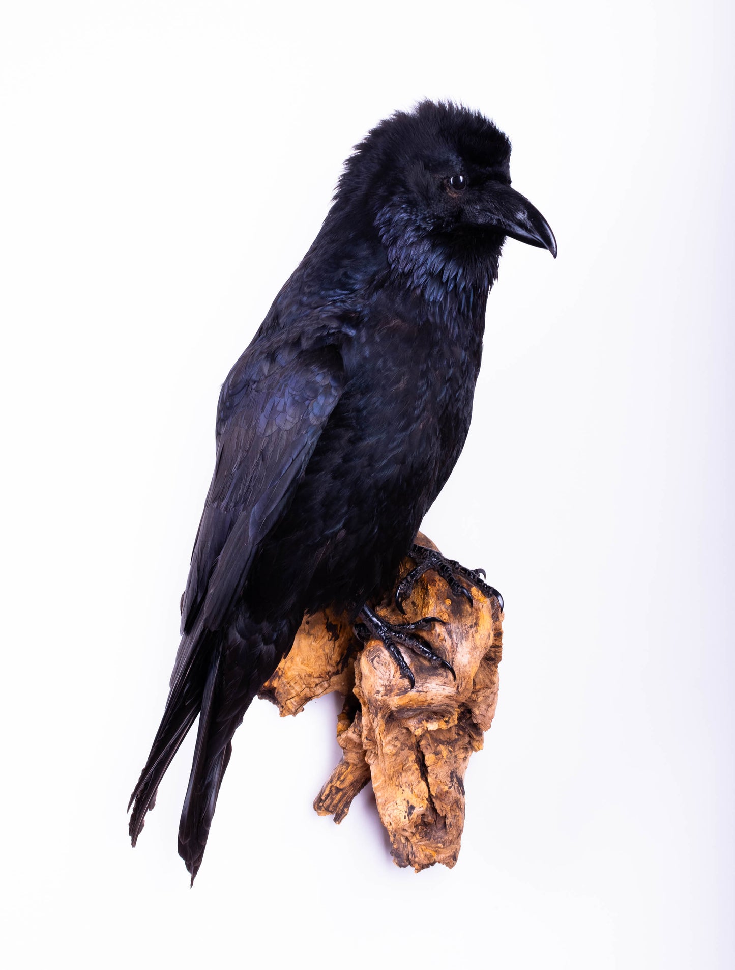 Raven Taxidermy Wall Mount For Sale