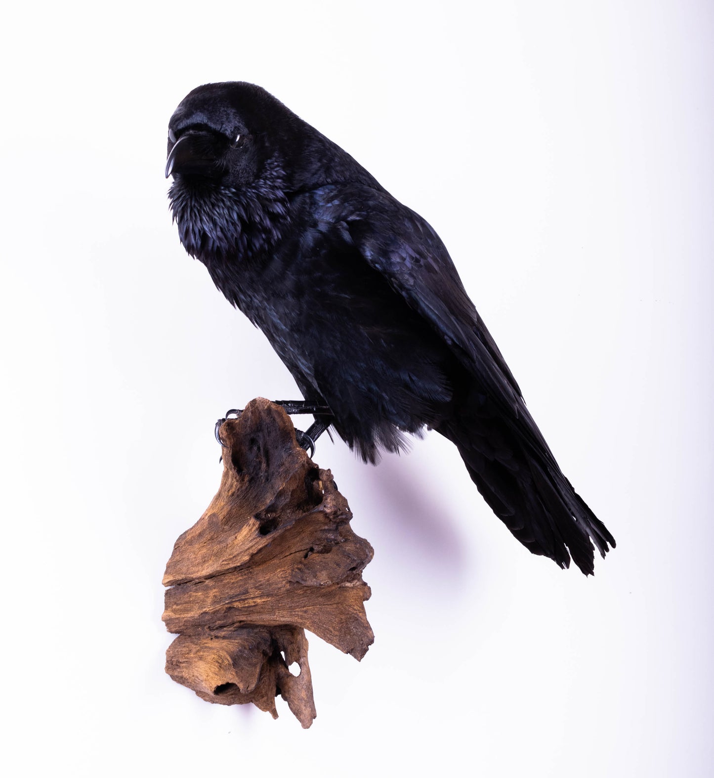 Raven Taxidermy Wall Mount For Sale