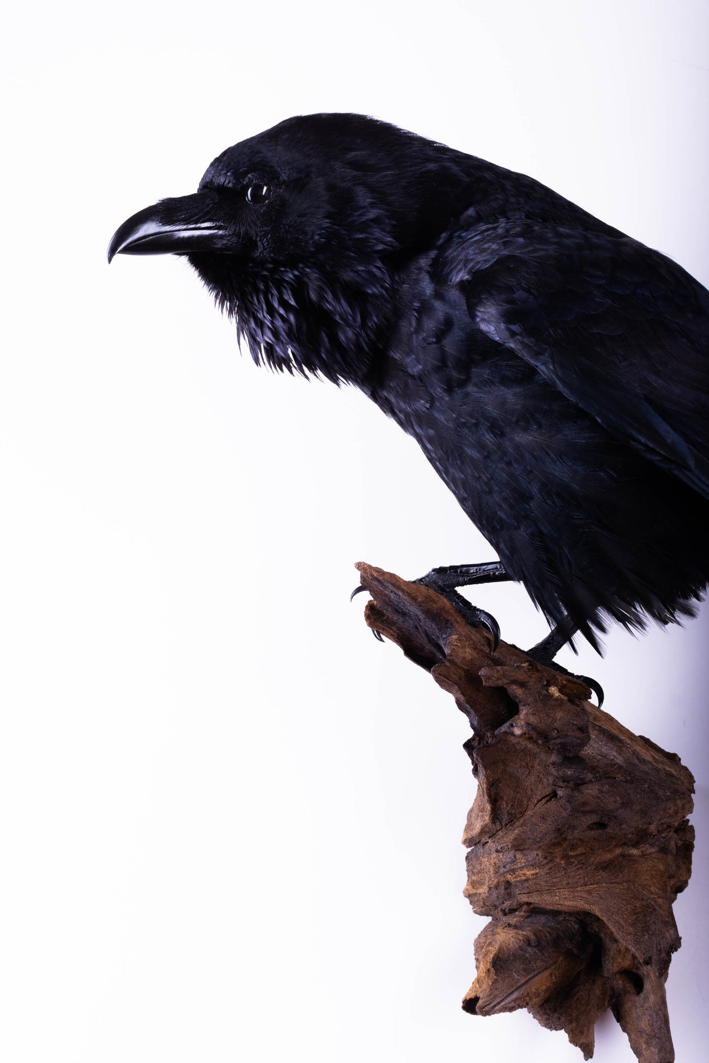 Raven Taxidermy Wall Mount For Sale