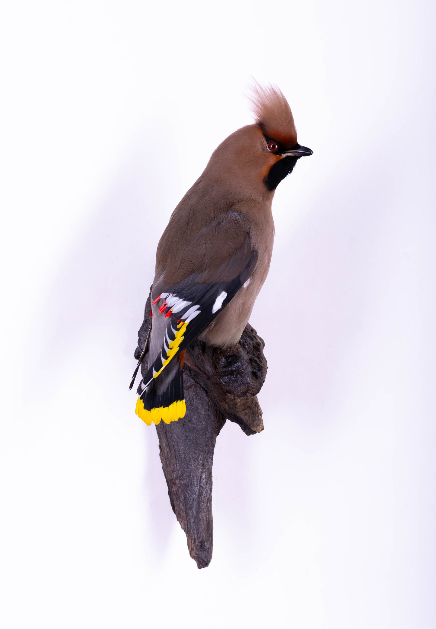 Waxwing Taxidermy Wall Mount For Sale