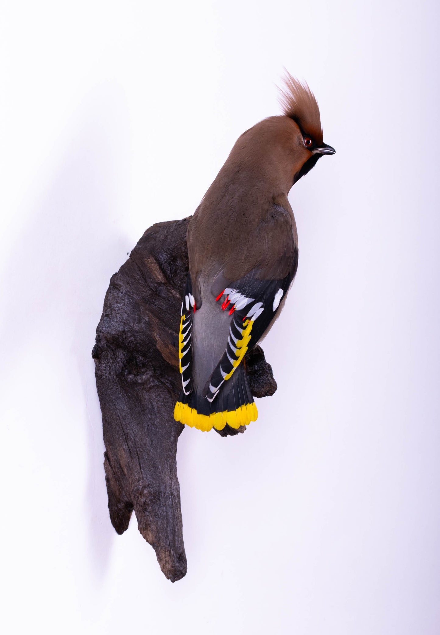 Waxwing Taxidermy Wall Mount For Sale