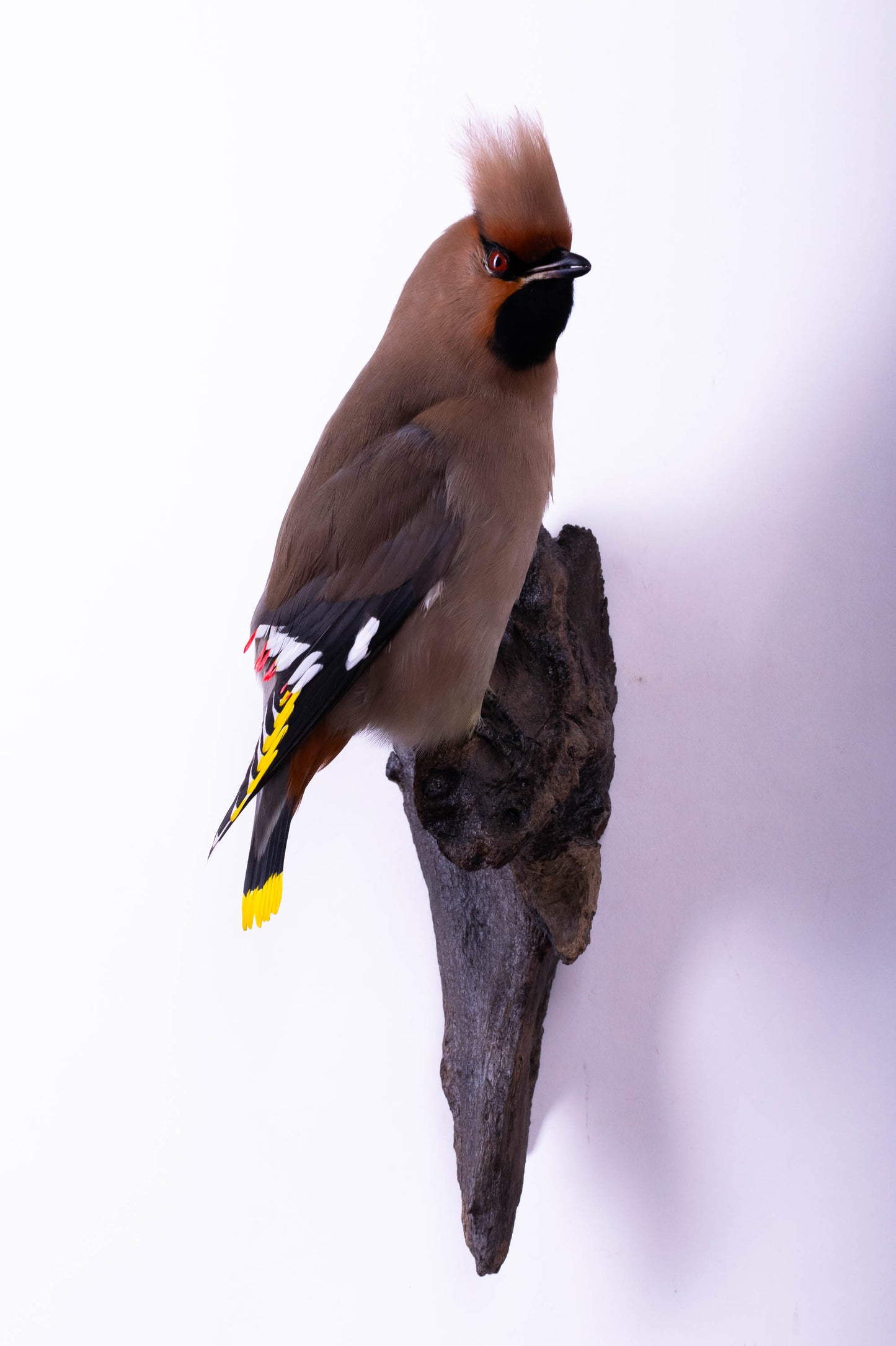 Waxwing Taxidermy Wall Mount For Sale