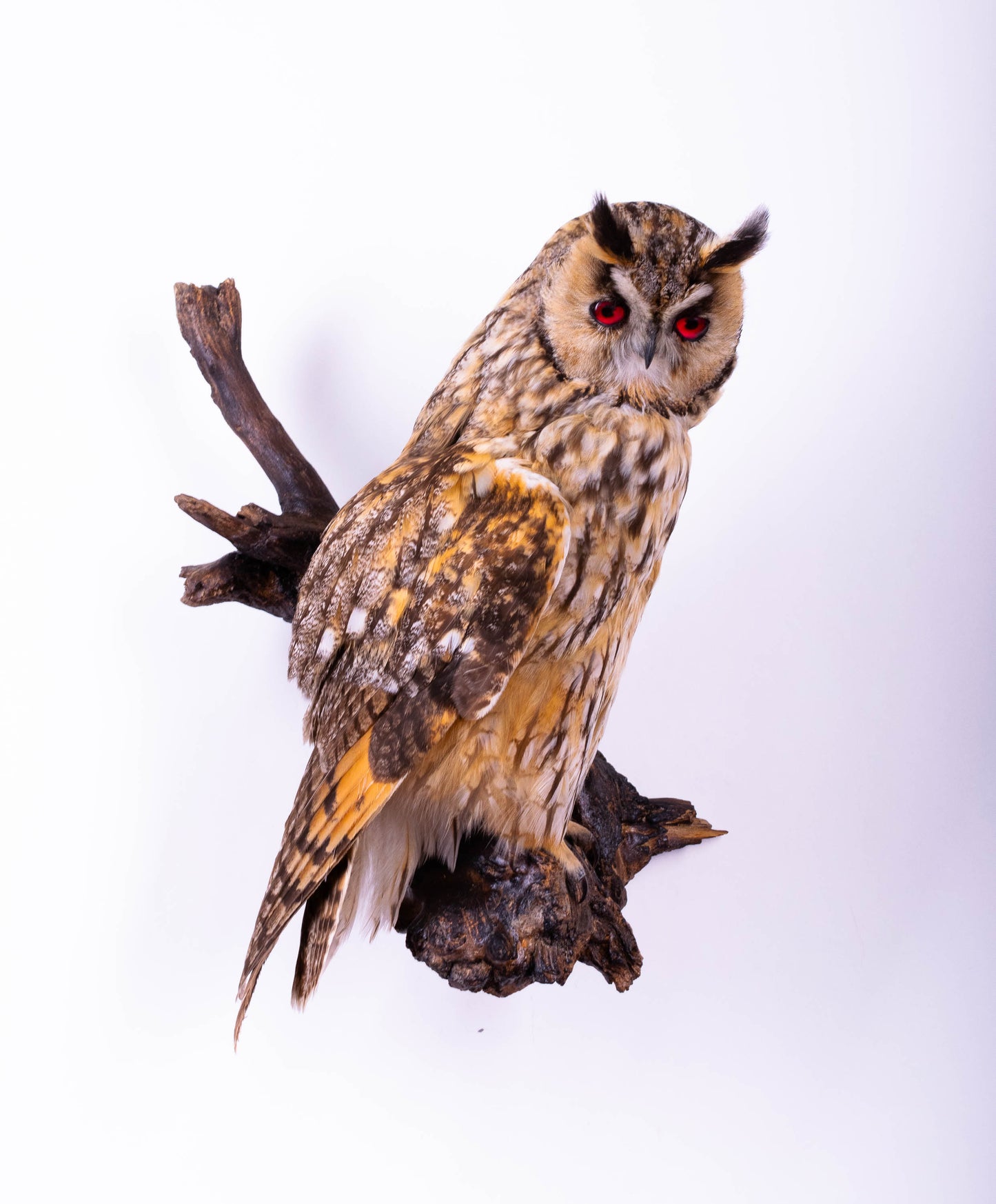 Long-eared Owl Taxidermy Wall Mount For Sale