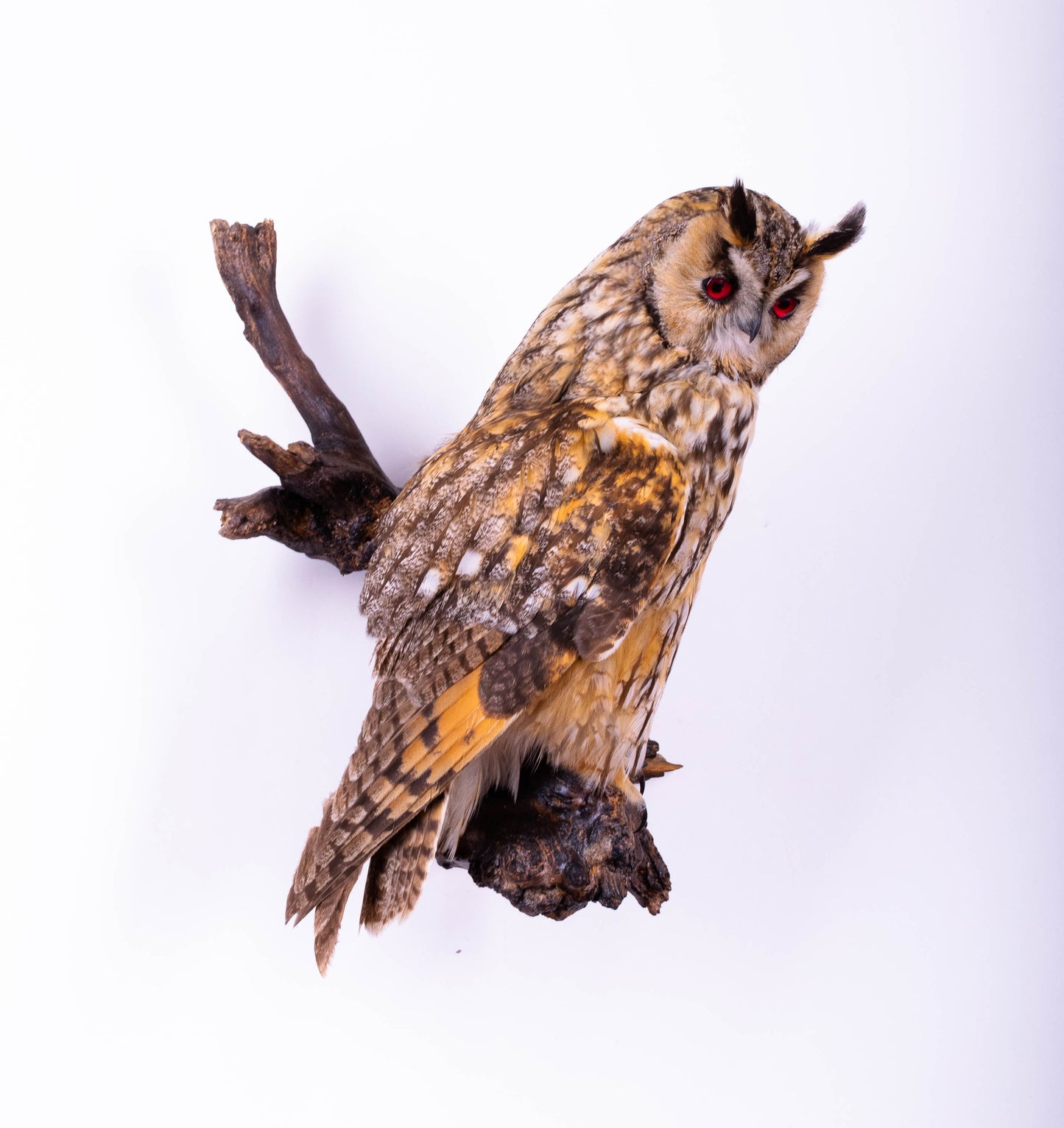 Long-eared Owl Taxidermy Wall Mount For Sale