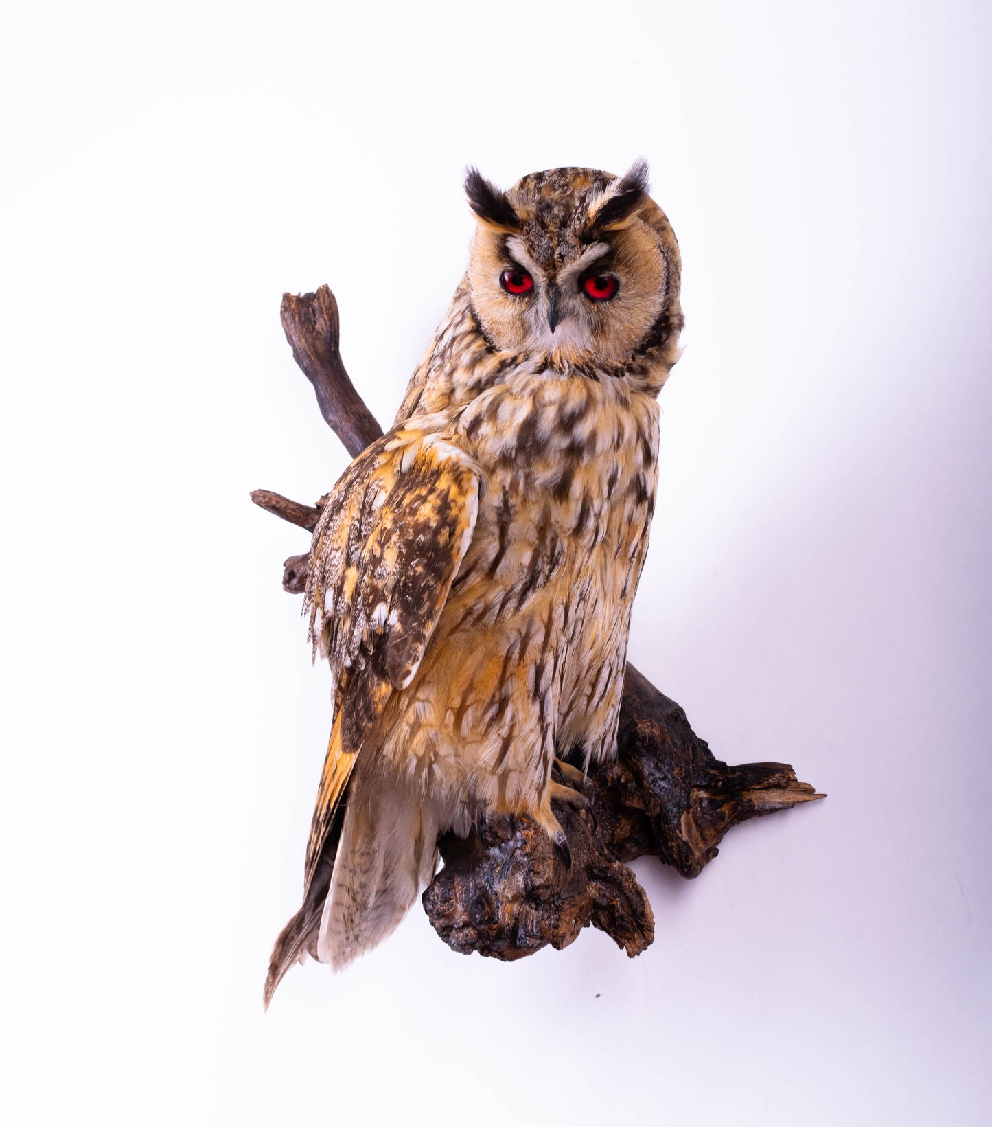 Long-eared Owl Taxidermy Wall Mount For Sale
