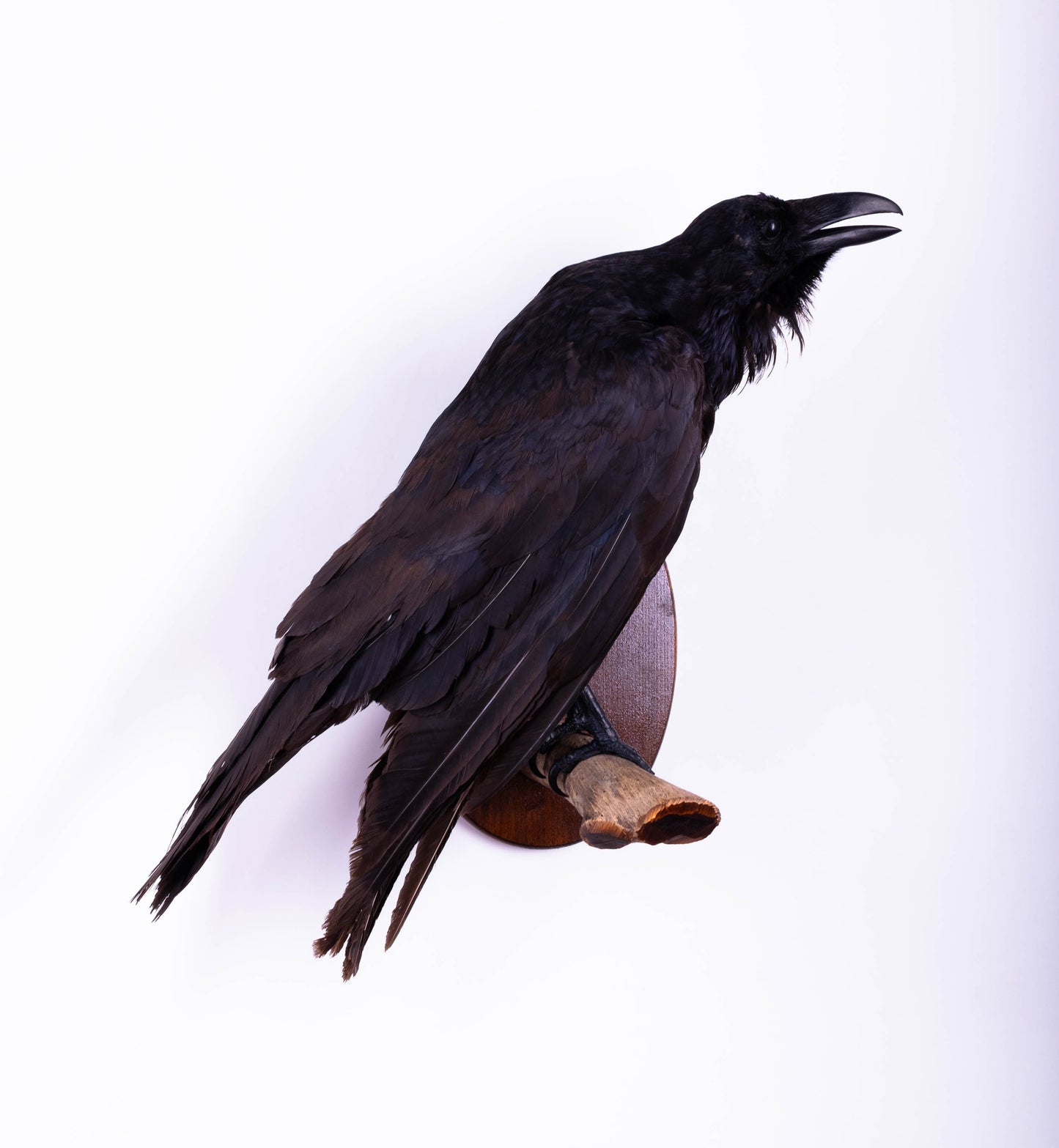 Raven Taxidermy Wall Mount For Sale