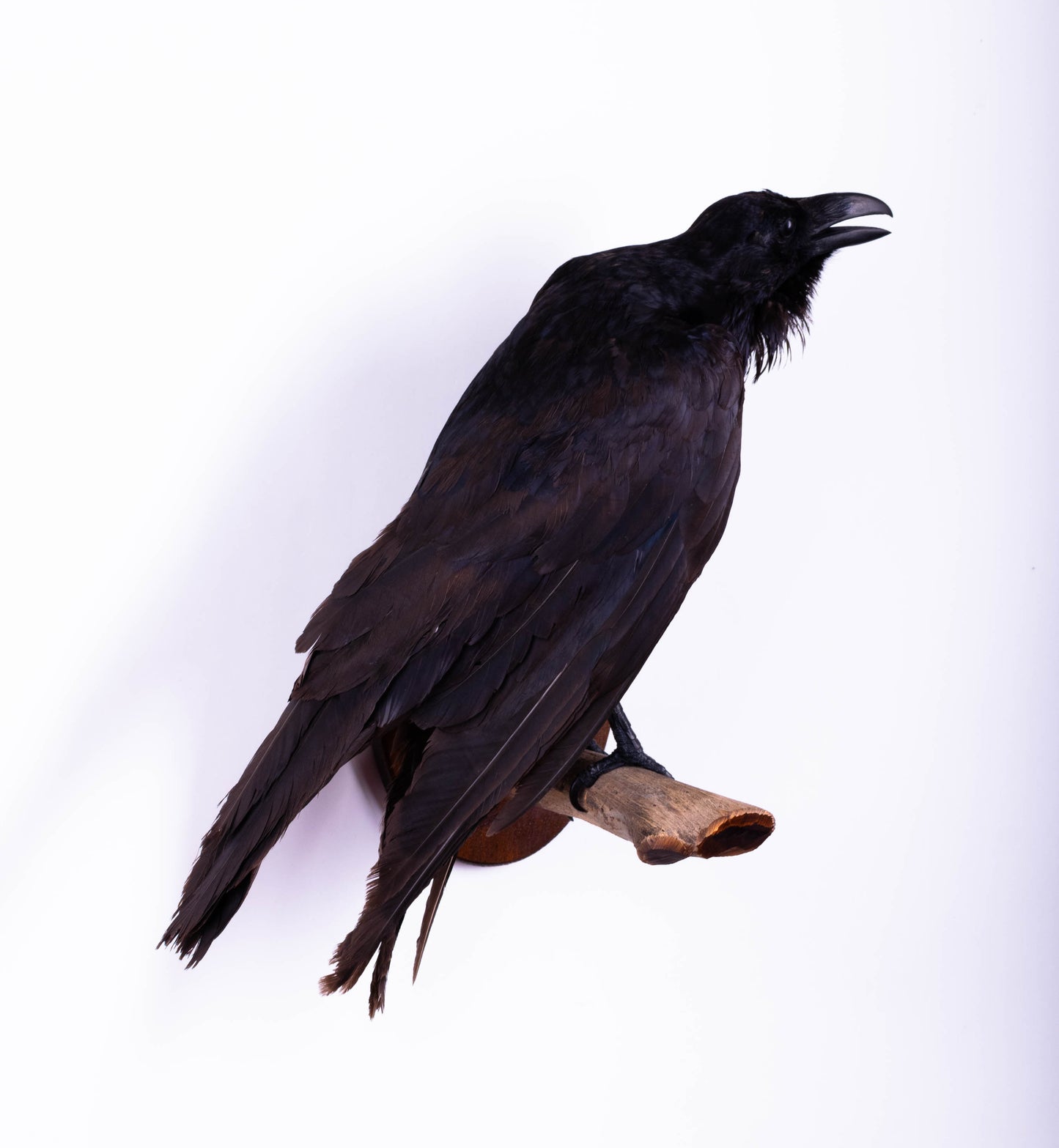 Raven Taxidermy Wall Mount For Sale