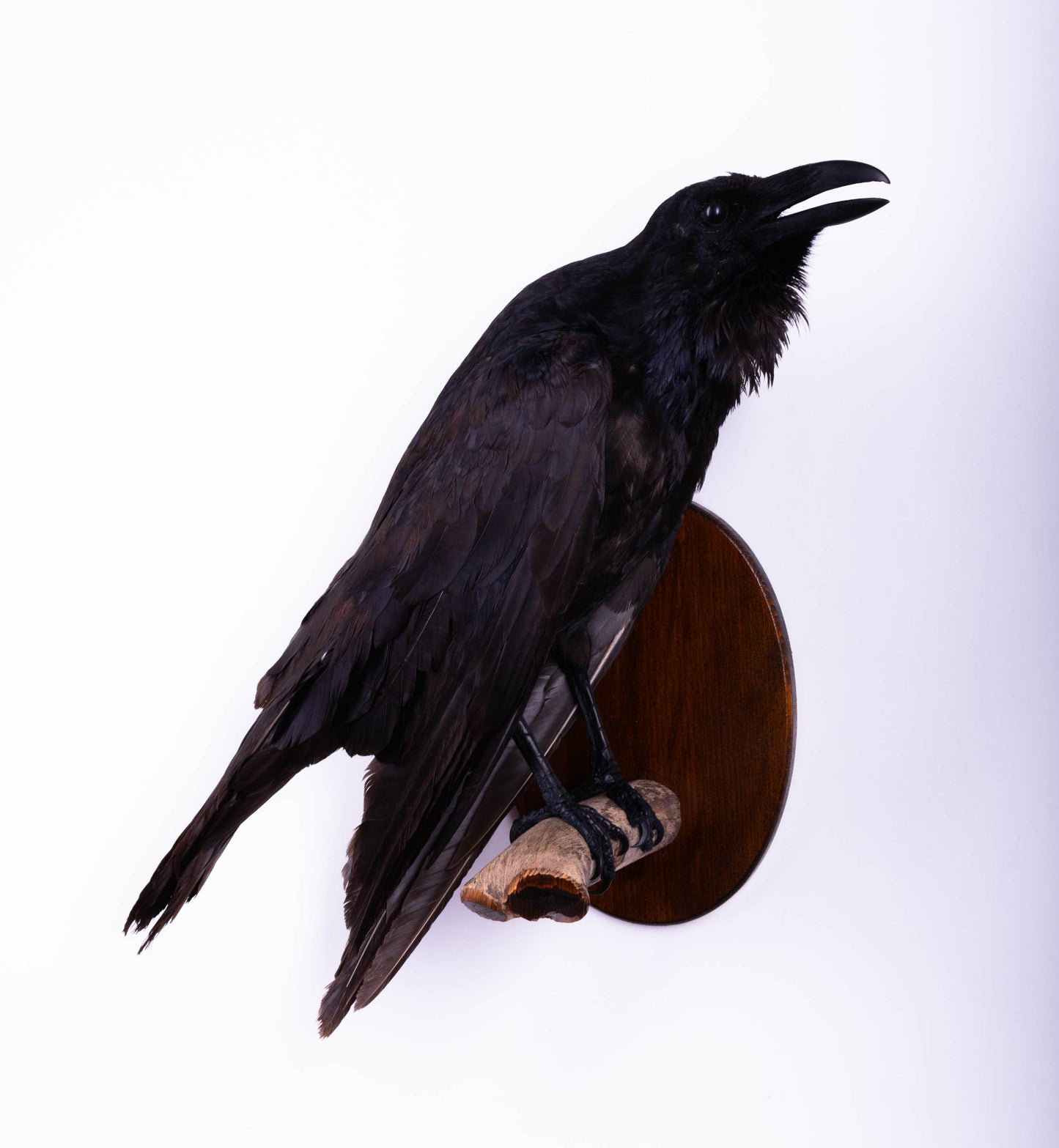 Raven Taxidermy Wall Mount For Sale