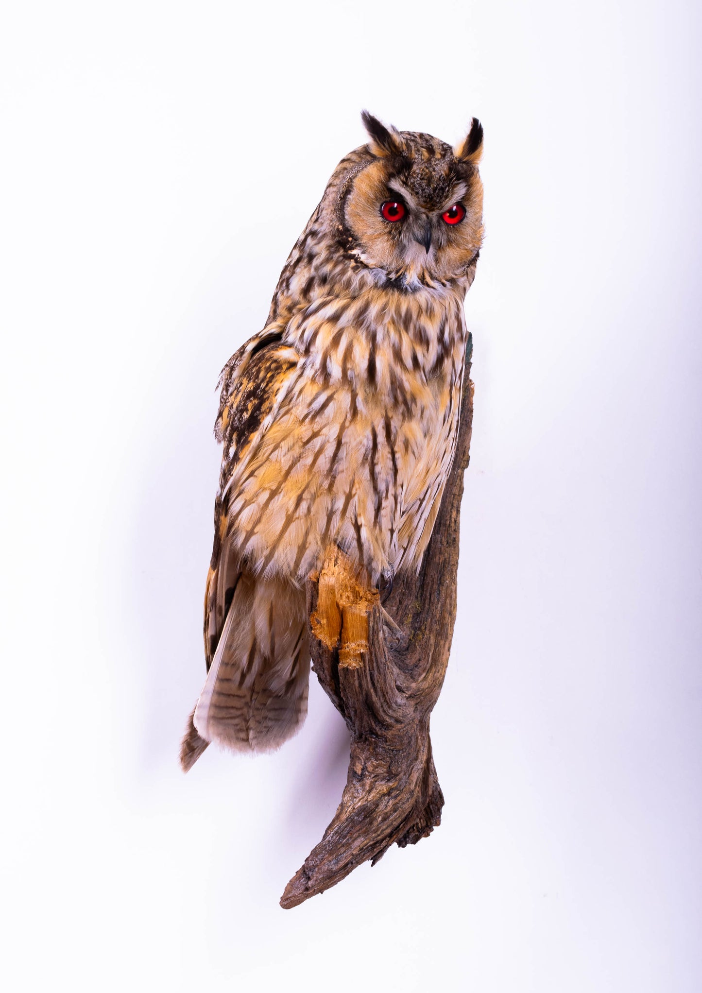 Hibou moyen-duc naturalisé pour fixation murale à vendre