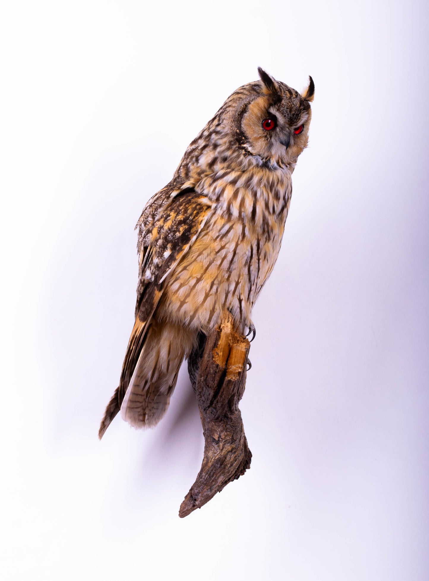 Hibou moyen-duc naturalisé pour fixation murale à vendre