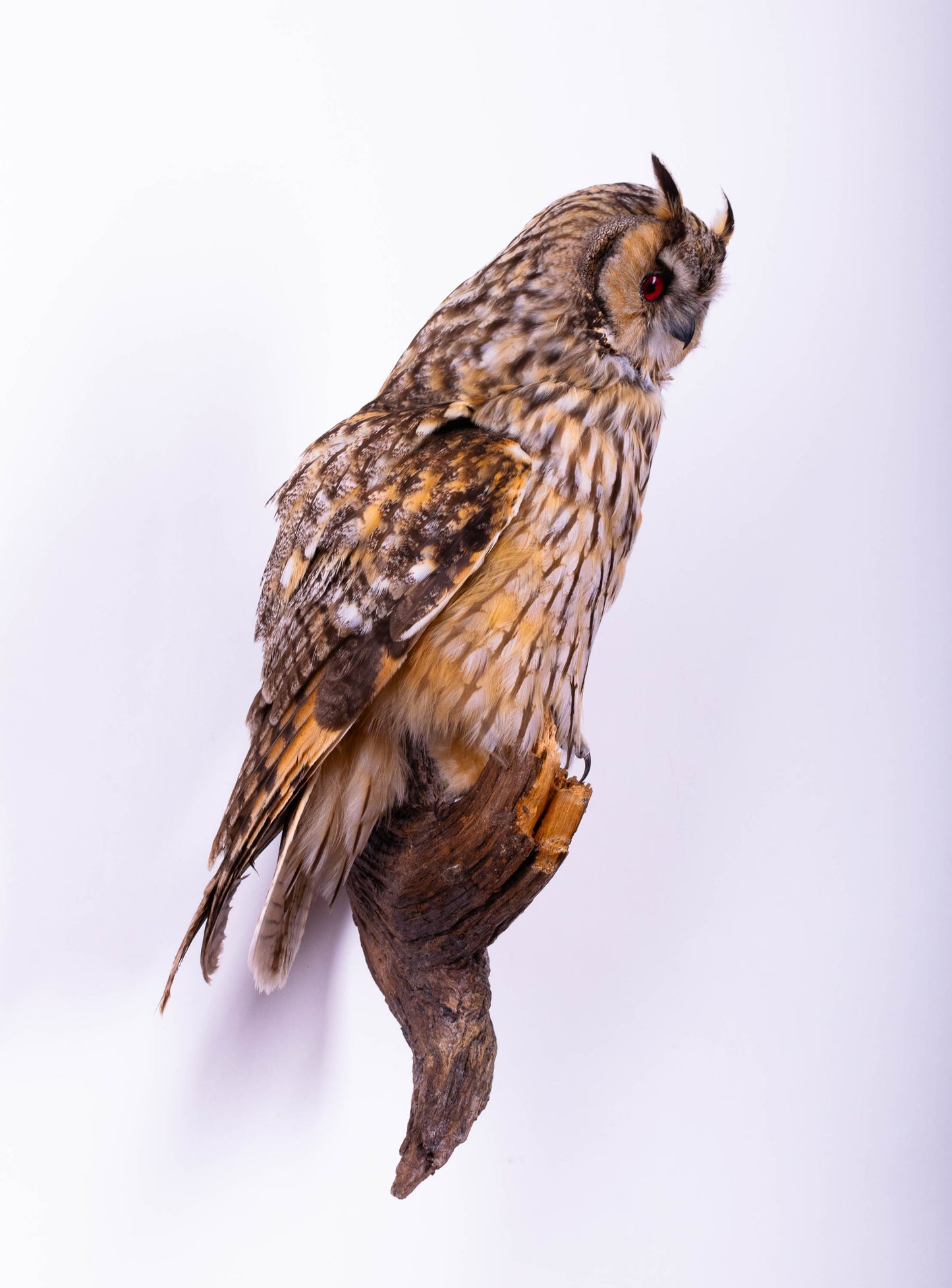 Hibou moyen-duc naturalisé pour fixation murale à vendre