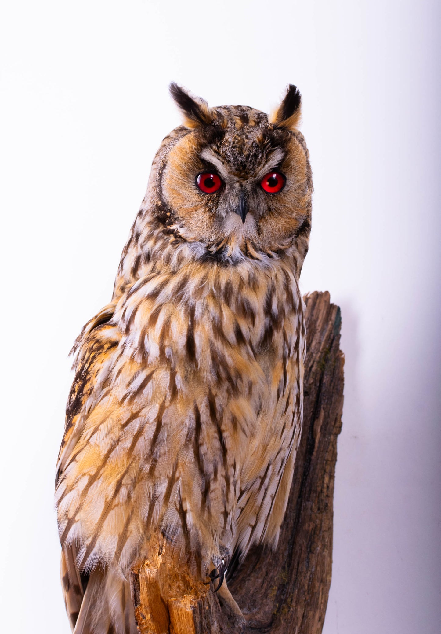 Hibou moyen-duc naturalisé pour fixation murale à vendre
