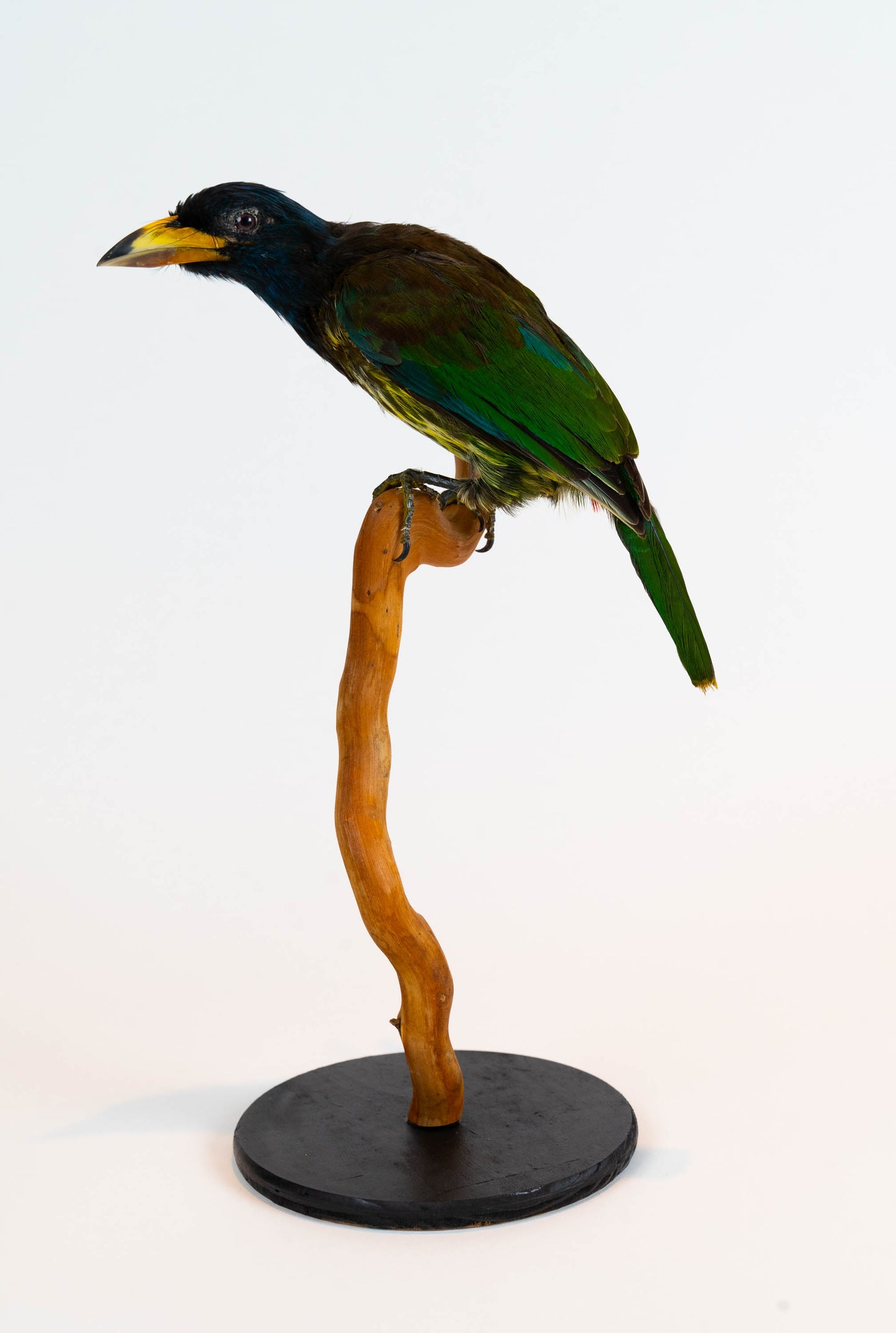 Great Barbet Taxidermy Stand Mount For Sale