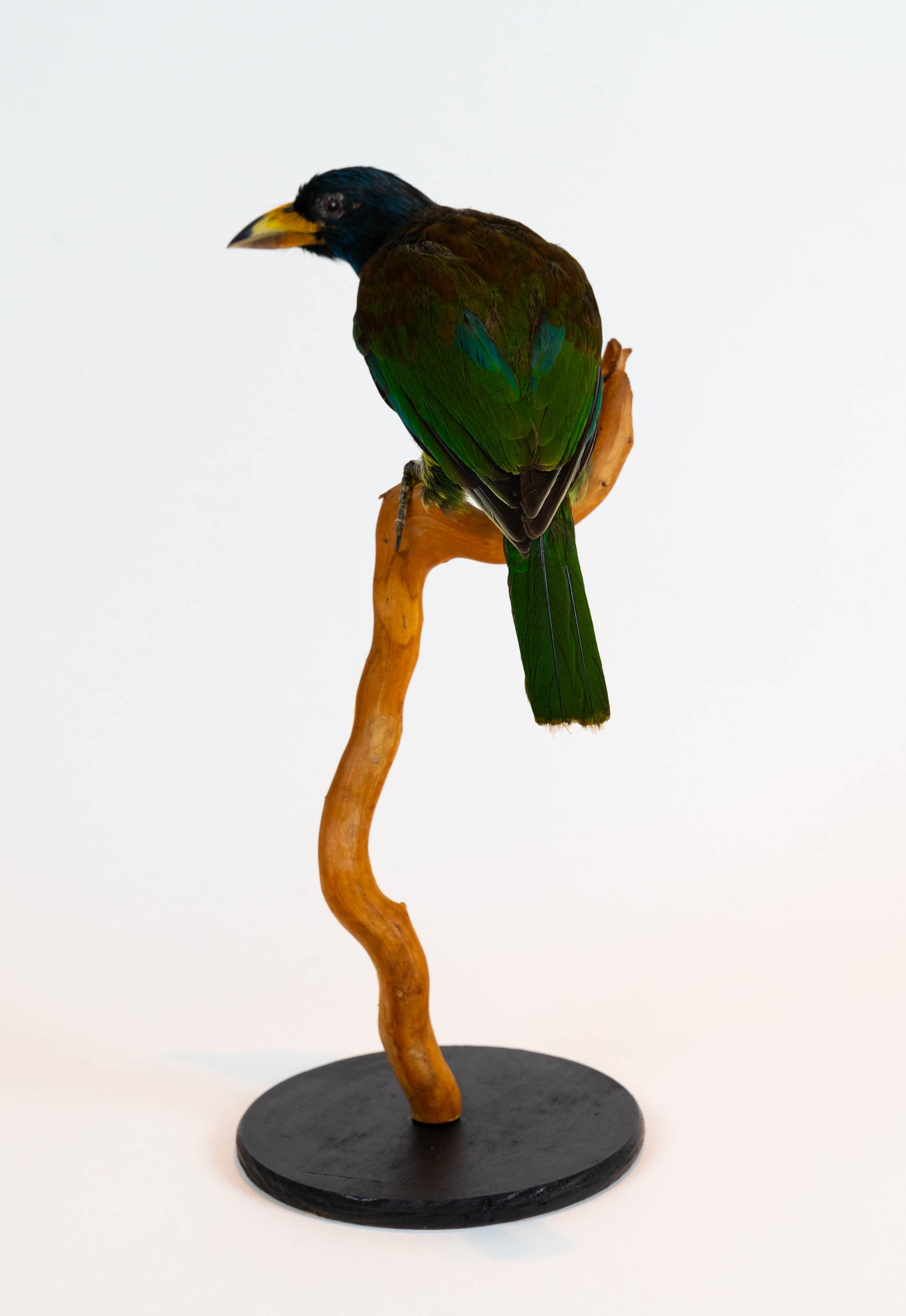 Great Barbet Taxidermy Stand Mount For Sale